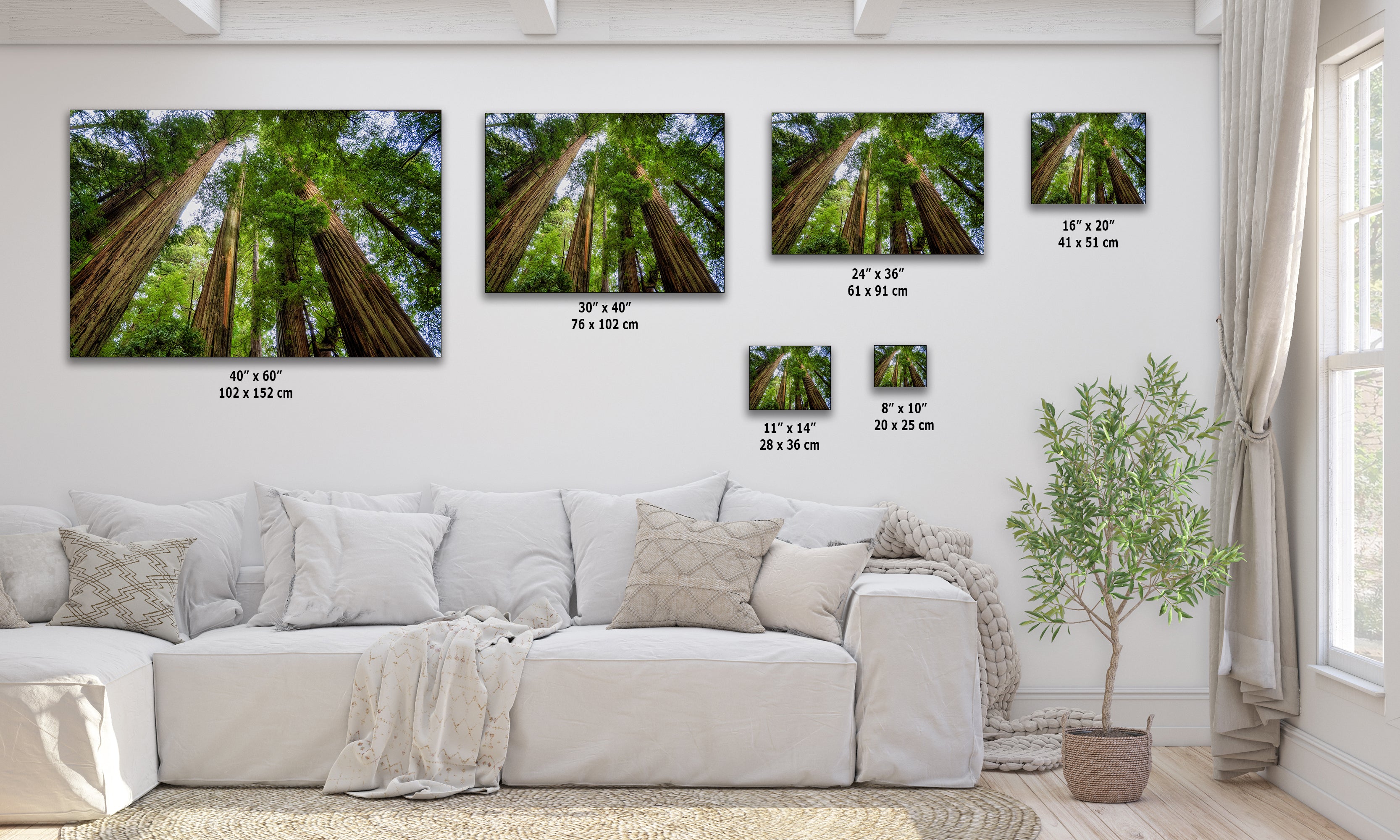 Redwood Trees Forest Picture Nature Photo