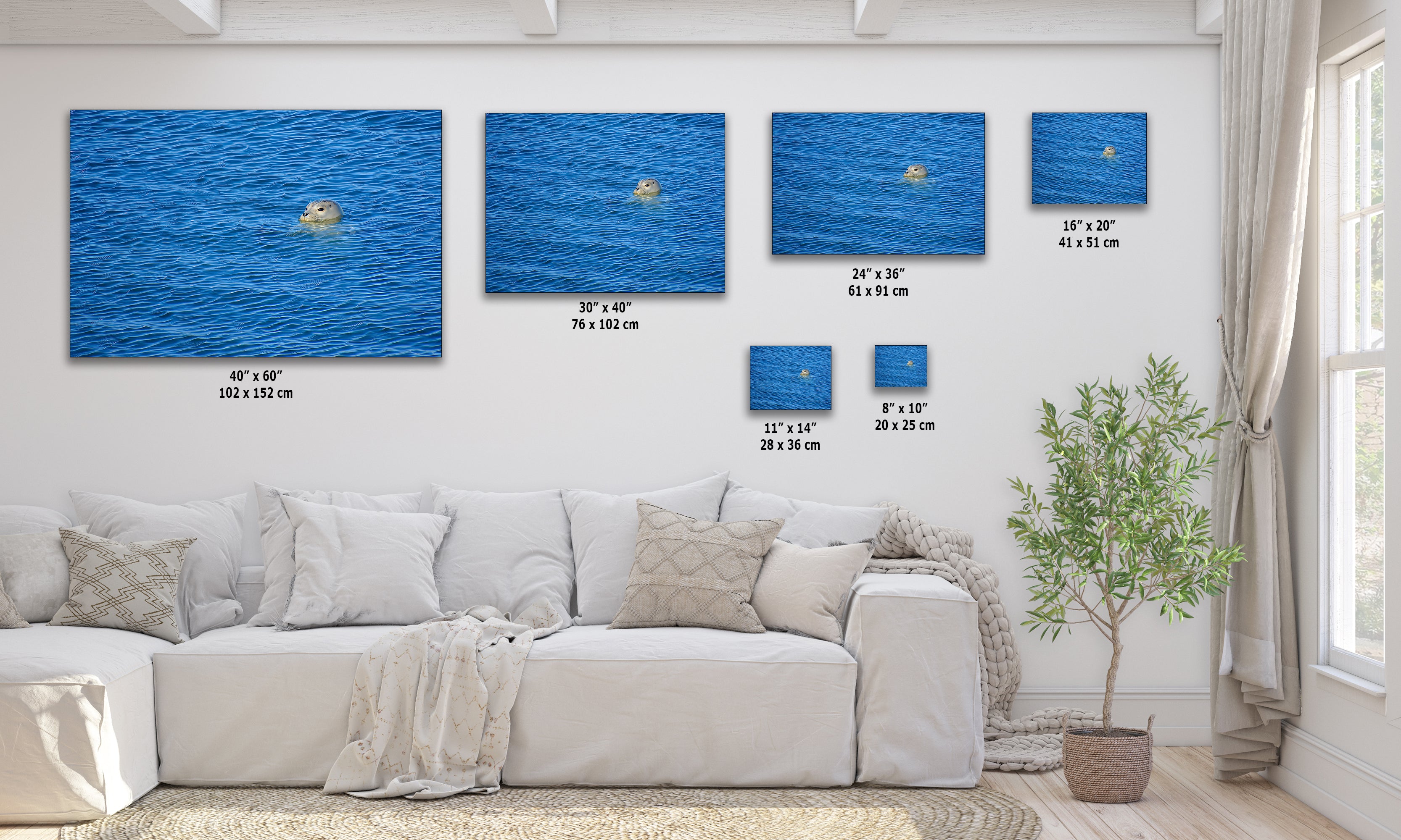 Seal Print Marine Mammal Wildlife Photography, Ocean Picture Relaxation Artwork Nature Photo