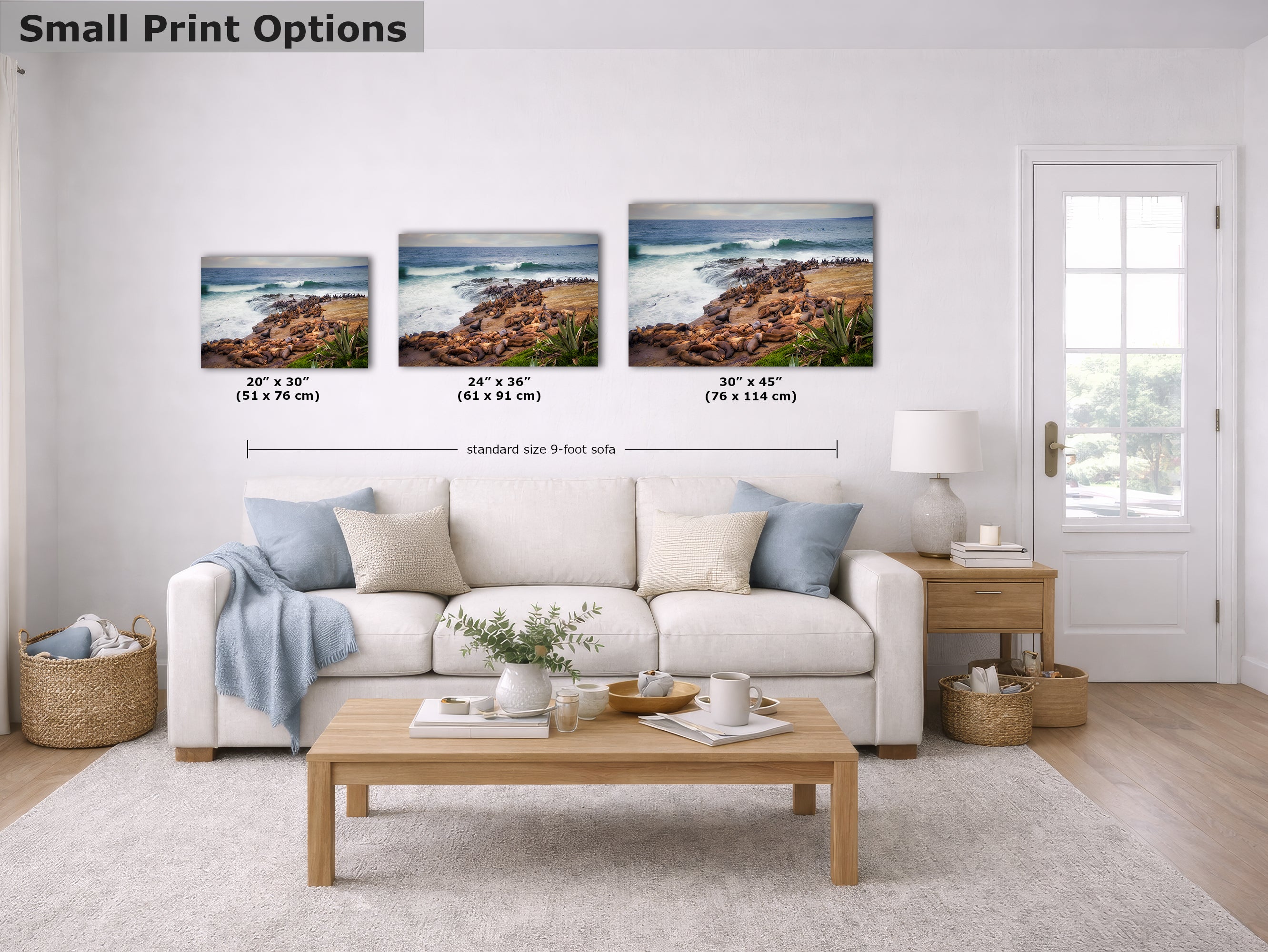 California Sea Lion Marine Mammal Wildlife Photography | Calming Nature Ocean Picture, Relaxation Artwork, La Jolla Coast, Nature Photo