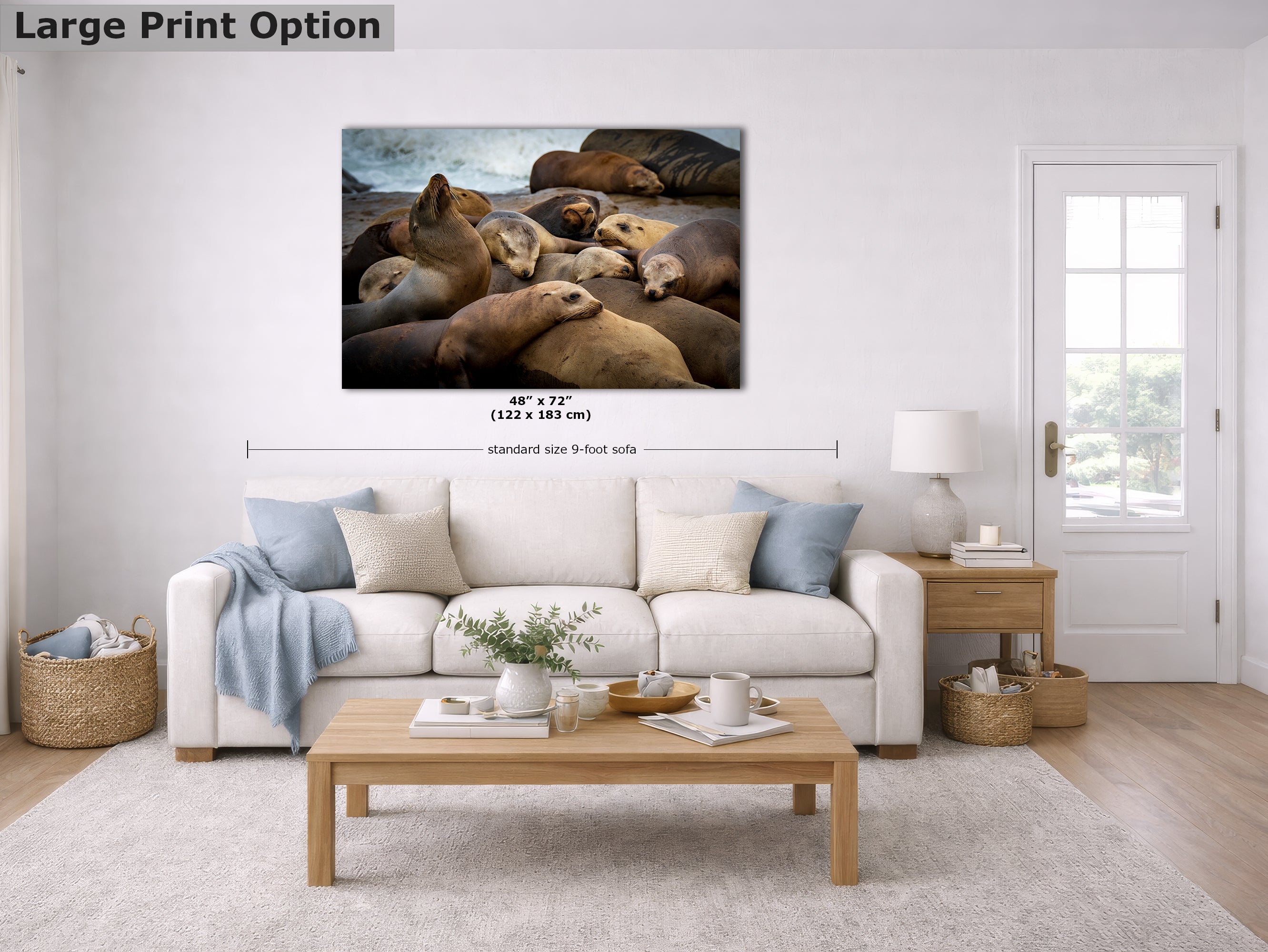 California Sea Lion Marine Mammal Wildlife Photography, Ocean Animals Wall Art, Nature Lover Gift, Marine Biology Artwork