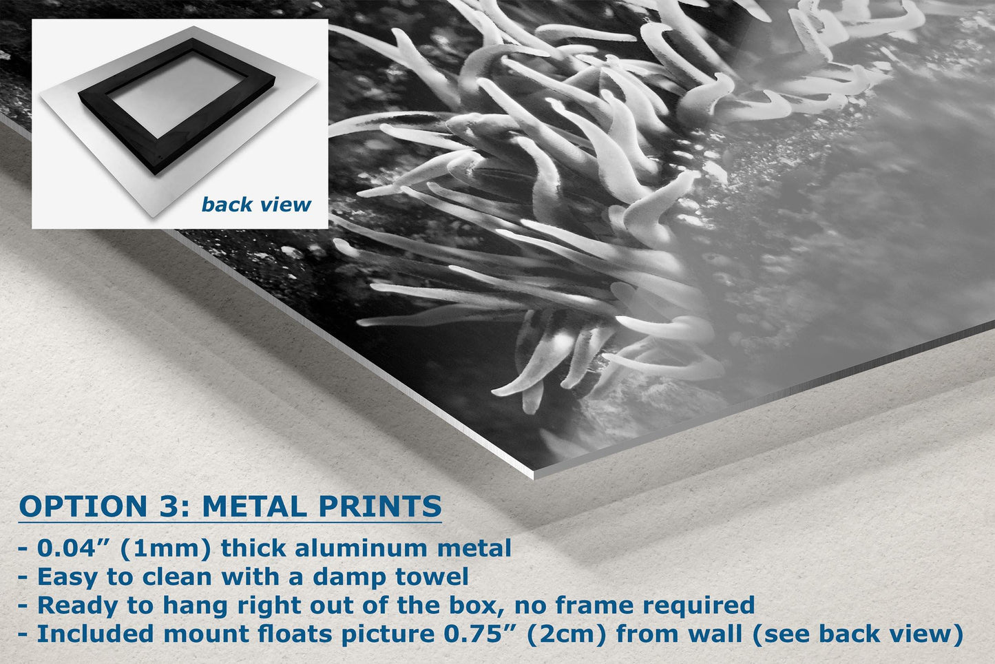 Sea Anemone Picture Ocean Life Underwater Scenery Nature Photo, Marine Biology Decor, Black and White Coral Reef Art for Marine Enthusiasts