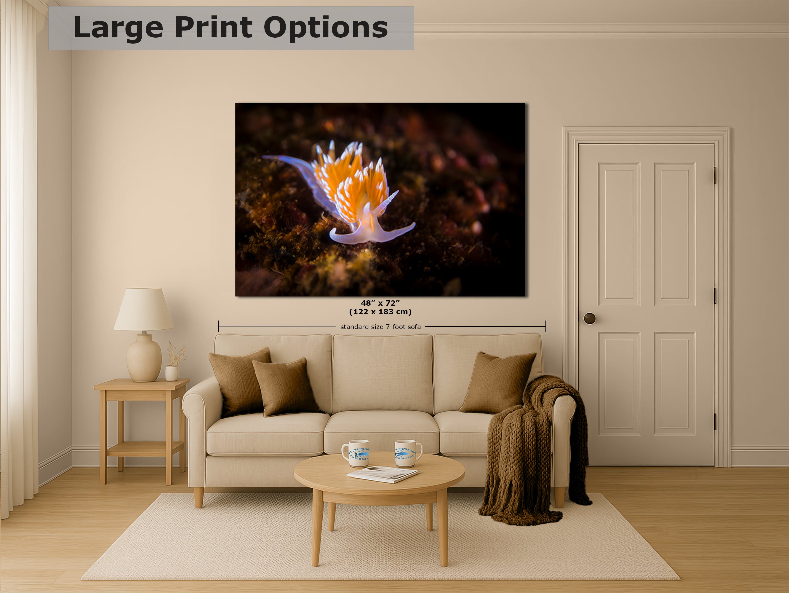 Hermissenda Opalescent Nudibranch Ocean Life Underwater Scenery Marine Biology Nature Photo