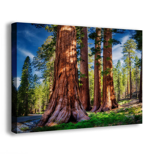 Giant Sequoia Tree Forest Picture Nature Photo, Redwood Trees Forest Bathing for Relaxation and Meditation in Living Room and Office