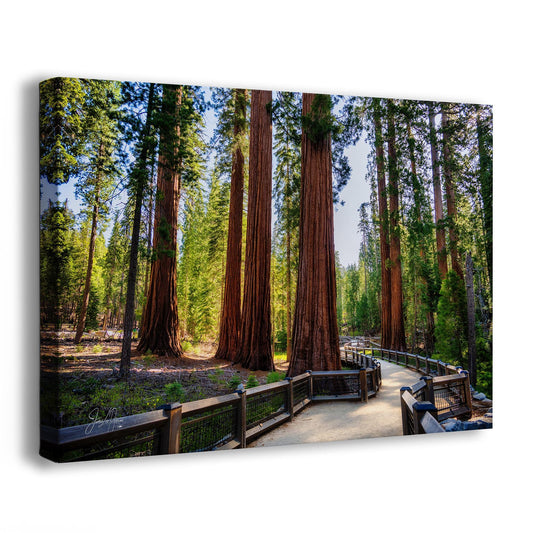Giant Sequoia Tree Forest Picture Nature Photo | Yosemite Redwood Trees for Nature Lovers & Forest Bathing Relaxation, Meditation Artwork