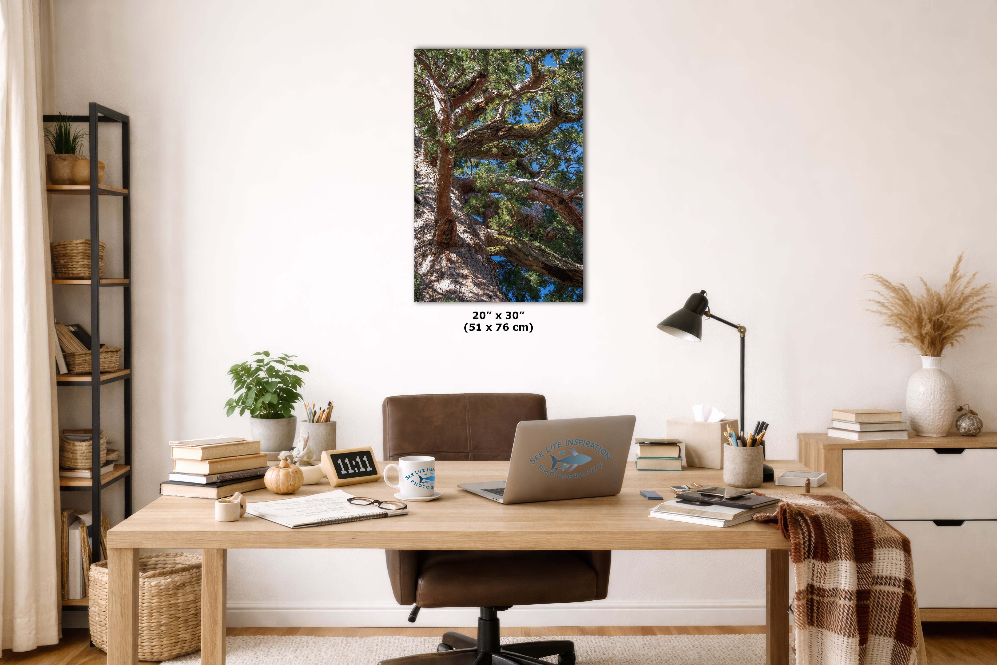 Giant Sequoia Tree Forest Picture Nature Photo, Yosemite Mariposa Grove Redwood Trees, Forest Bathing Relaxation Artwork for Nature Lovers