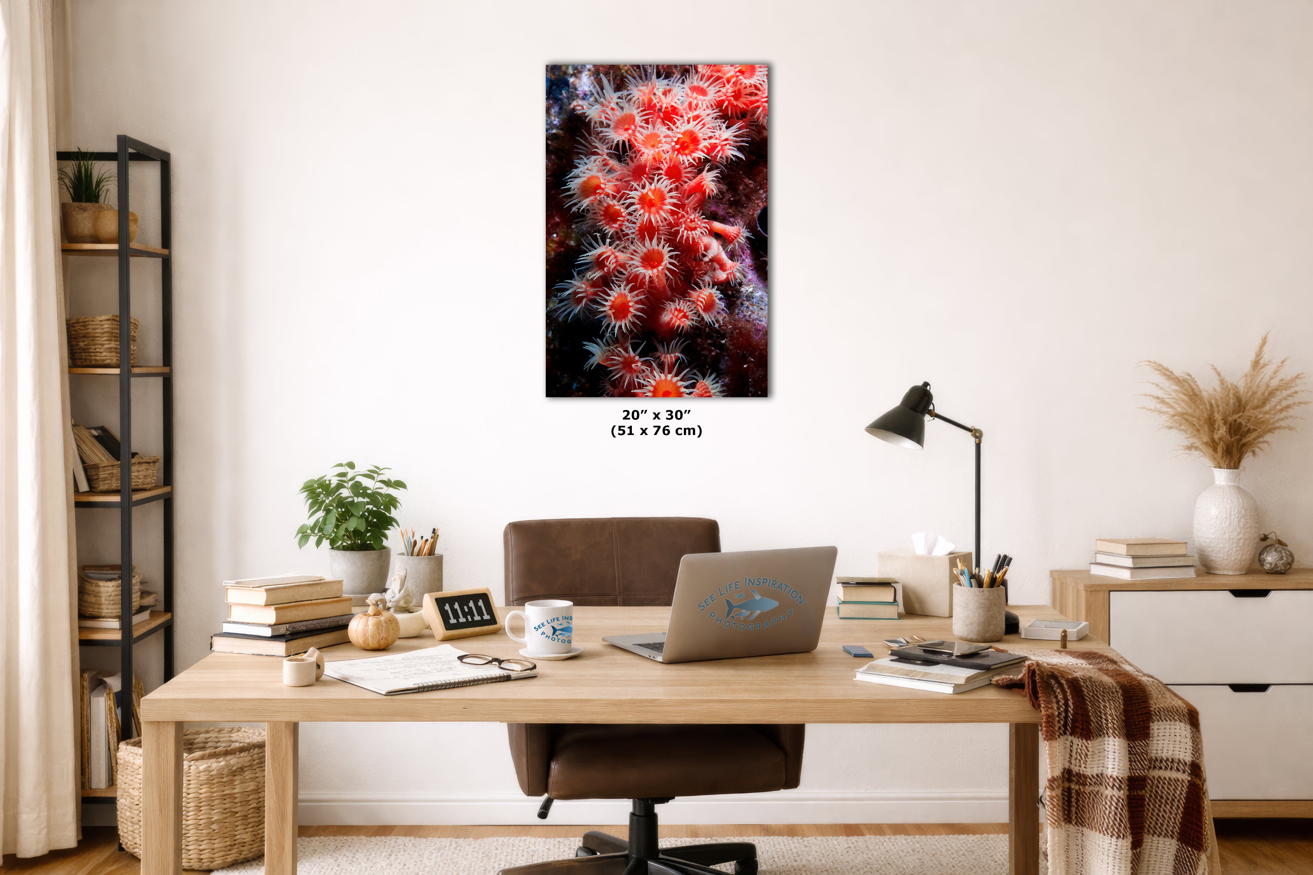 Sea Anemone Picture Ocean Life Underwater Scenery Nature Photo, Marine Biology Wall Art, Coral Reef Decor, Office & Dorm Room Decoration