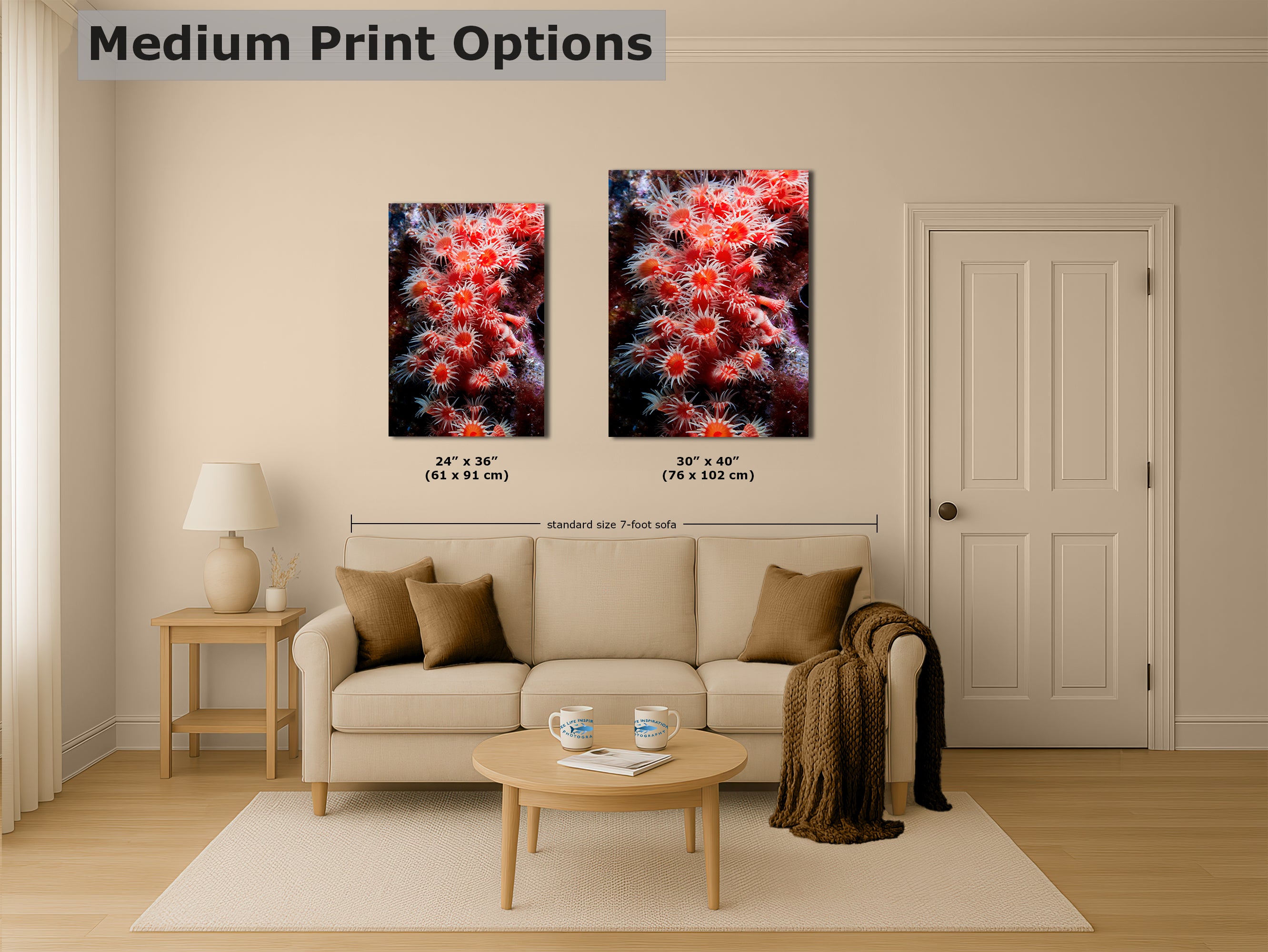 Sea Anemone Picture Ocean Life Underwater Scenery Nature Photo, Marine Biology Wall Art, Coral Reef Decor, Office & Dorm Room Decoration