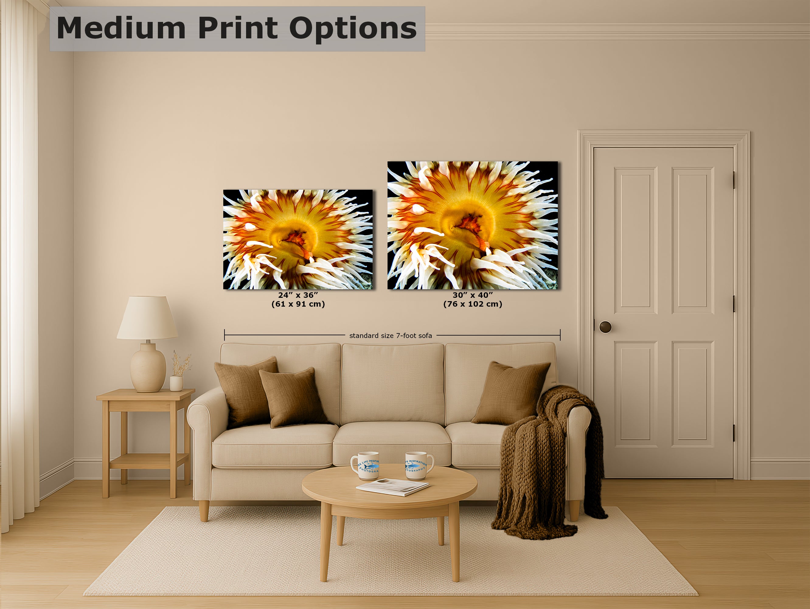 Sea Anemone Picture Ocean Life Underwater Scenery Nature Photo, Marine Biology Coral Reef Art