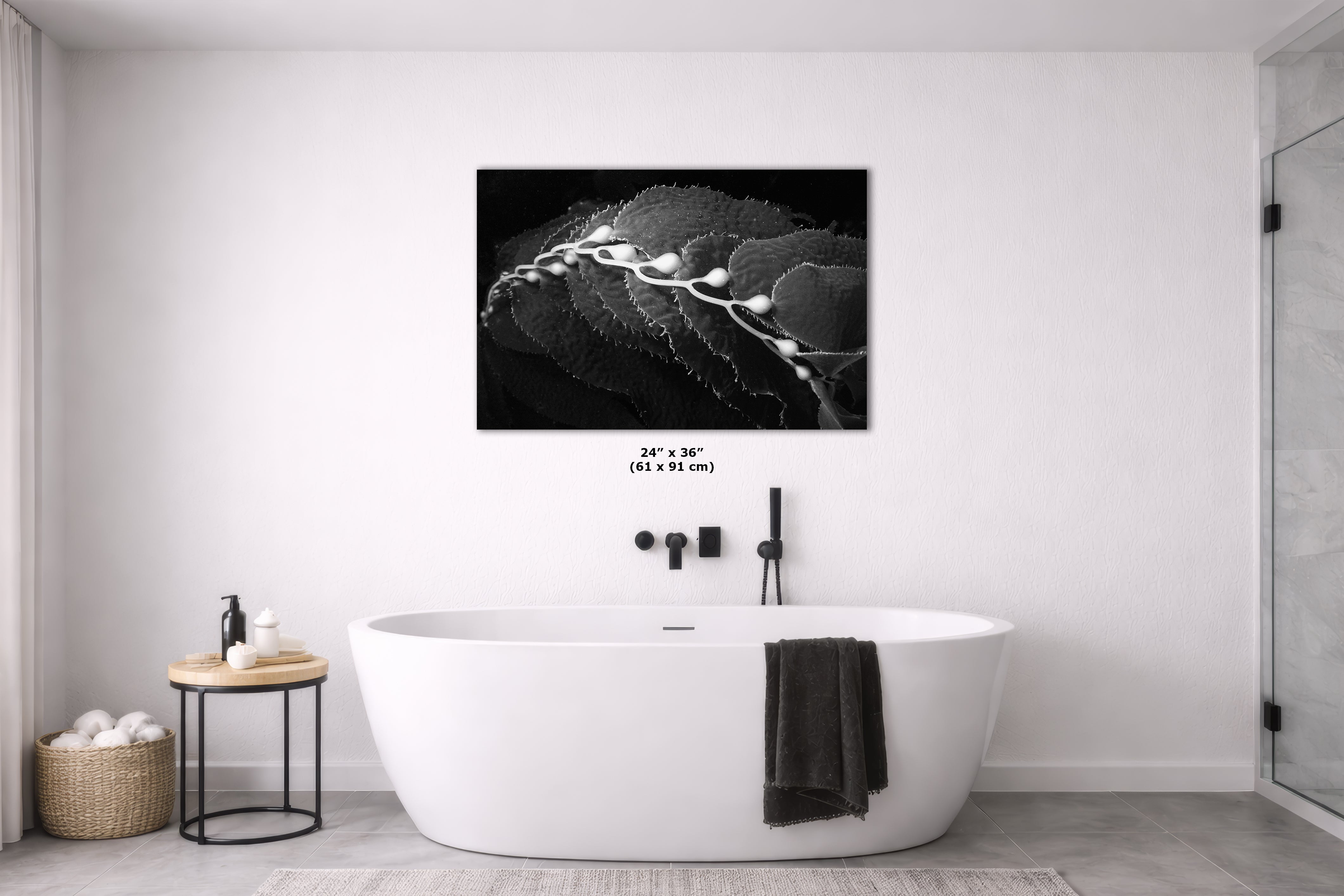 Limited Edition Fine Art Photography, California Giant Kelp Ocean Life, Eternity