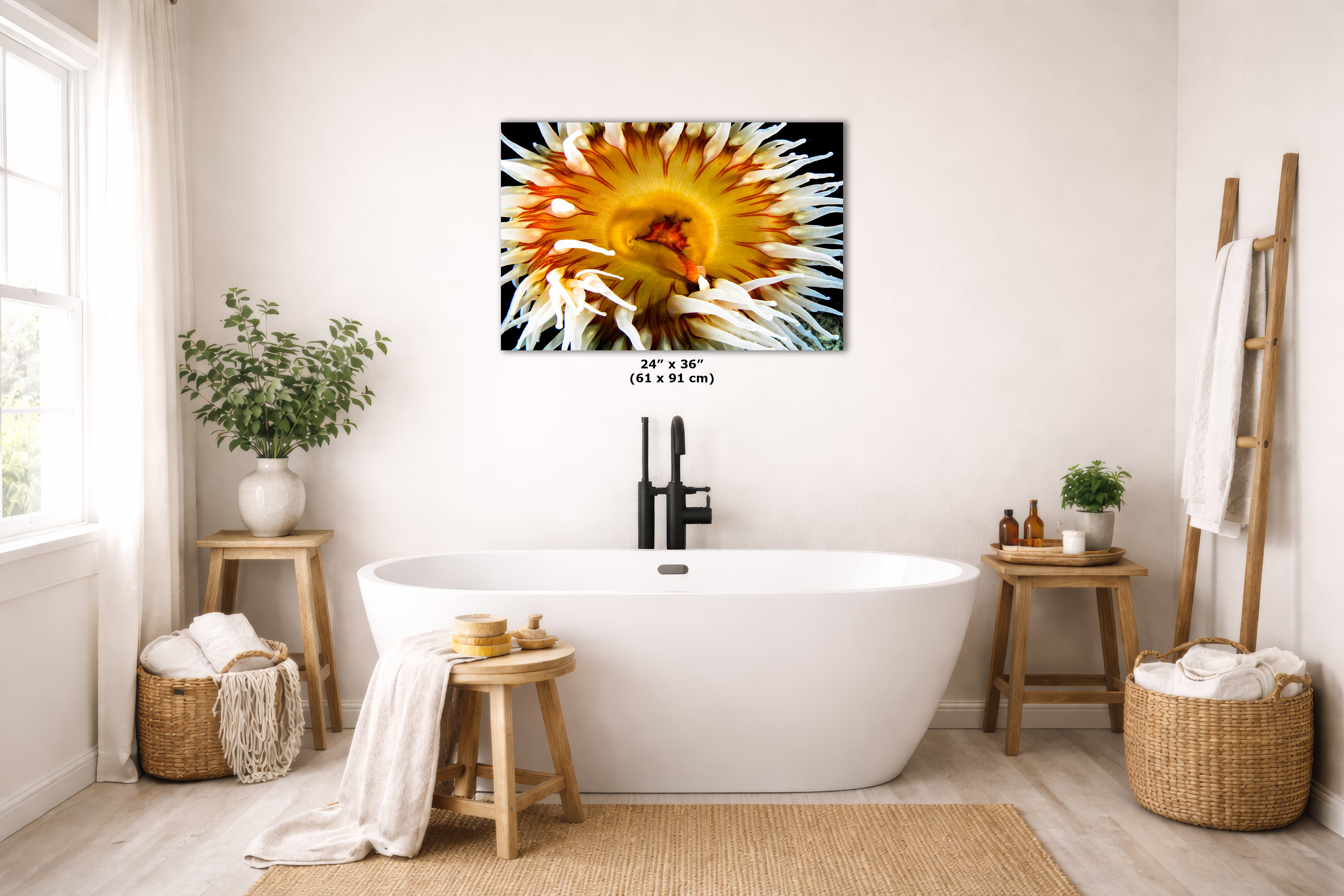 Sea Anemone Picture Ocean Life Underwater Scenery Nature Photo, Marine Biology Coral Reef Art