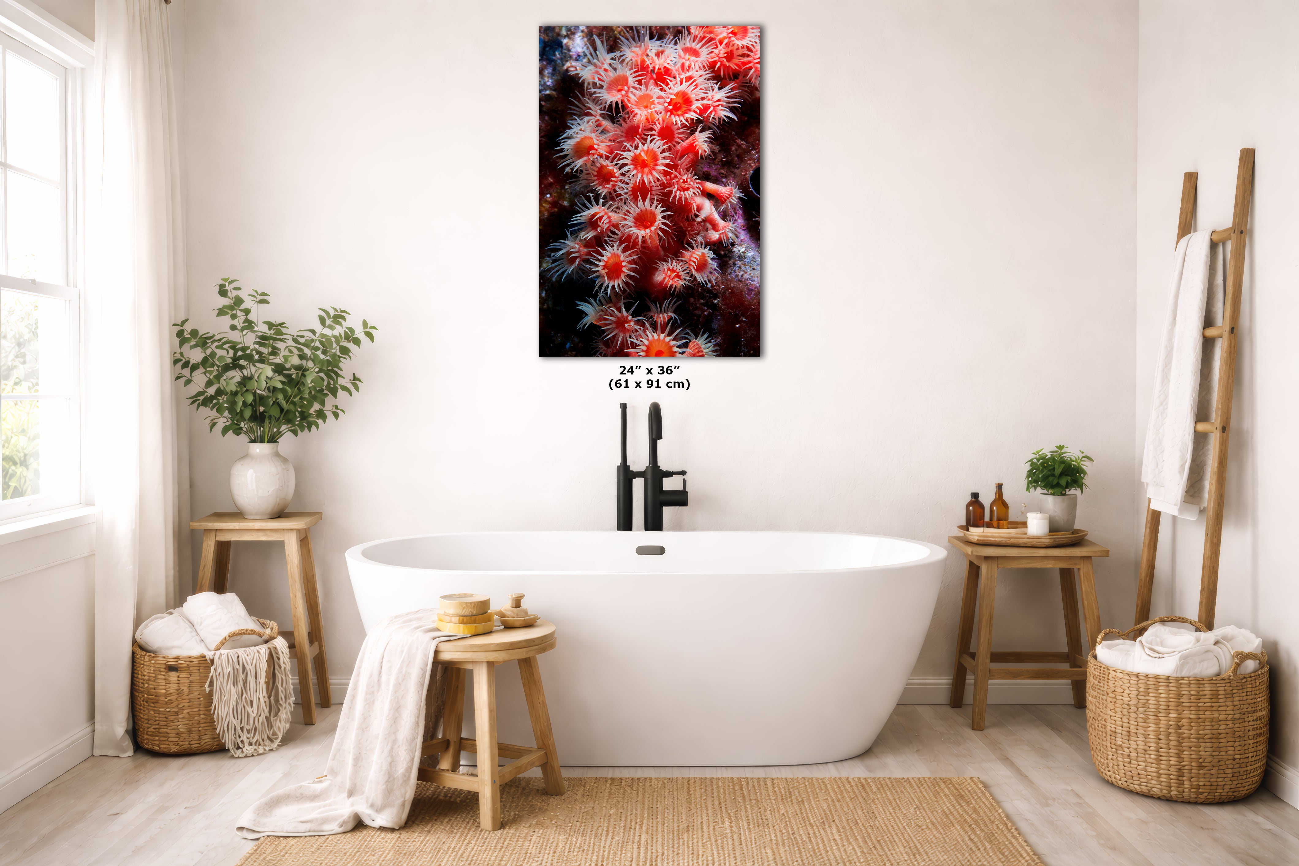 Sea Anemone Picture Ocean Life Underwater Scenery Nature Photo, Marine Biology Wall Art, Coral Reef Decor, Office & Dorm Room Decoration