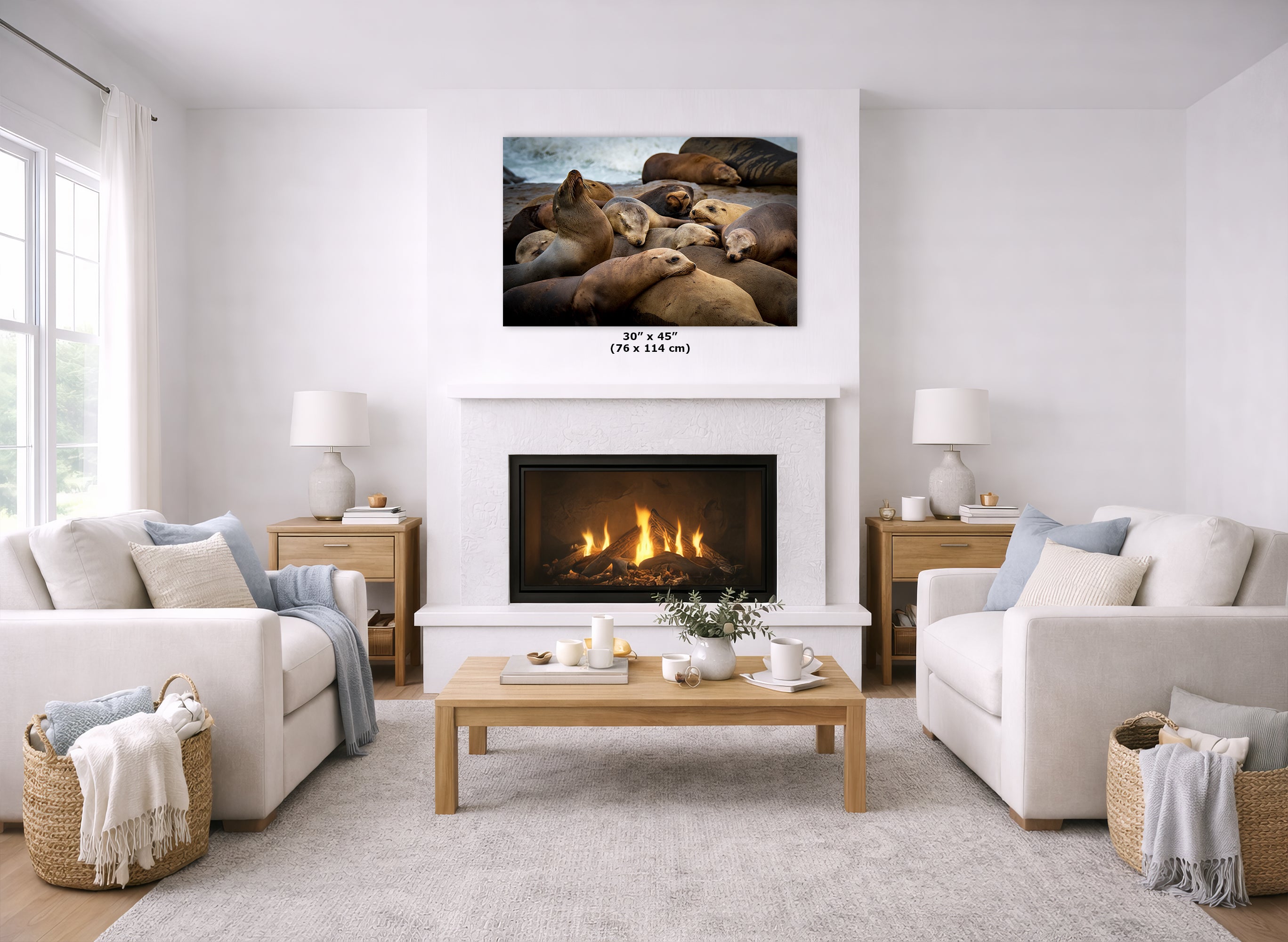 California Sea Lion Marine Mammal Wildlife Photography, Ocean Animals Wall Art, Nature Lover Gift, Marine Biology Artwork