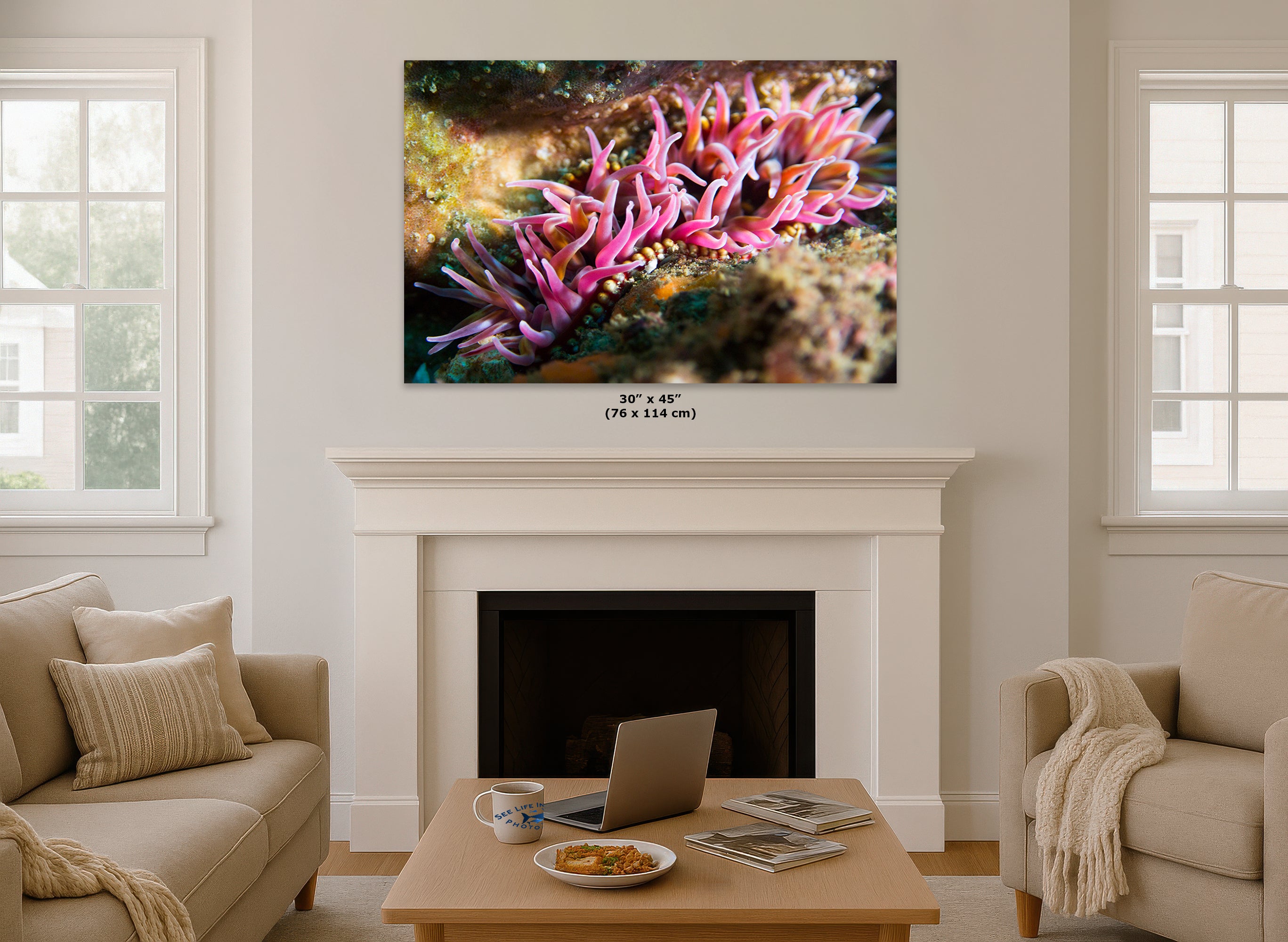 Sea Anemone Picture Ocean Life Underwater Scenery Nature Photo, Marine Biology Coral Reef Art, Vibrant Marine Wildlife Wall Decor