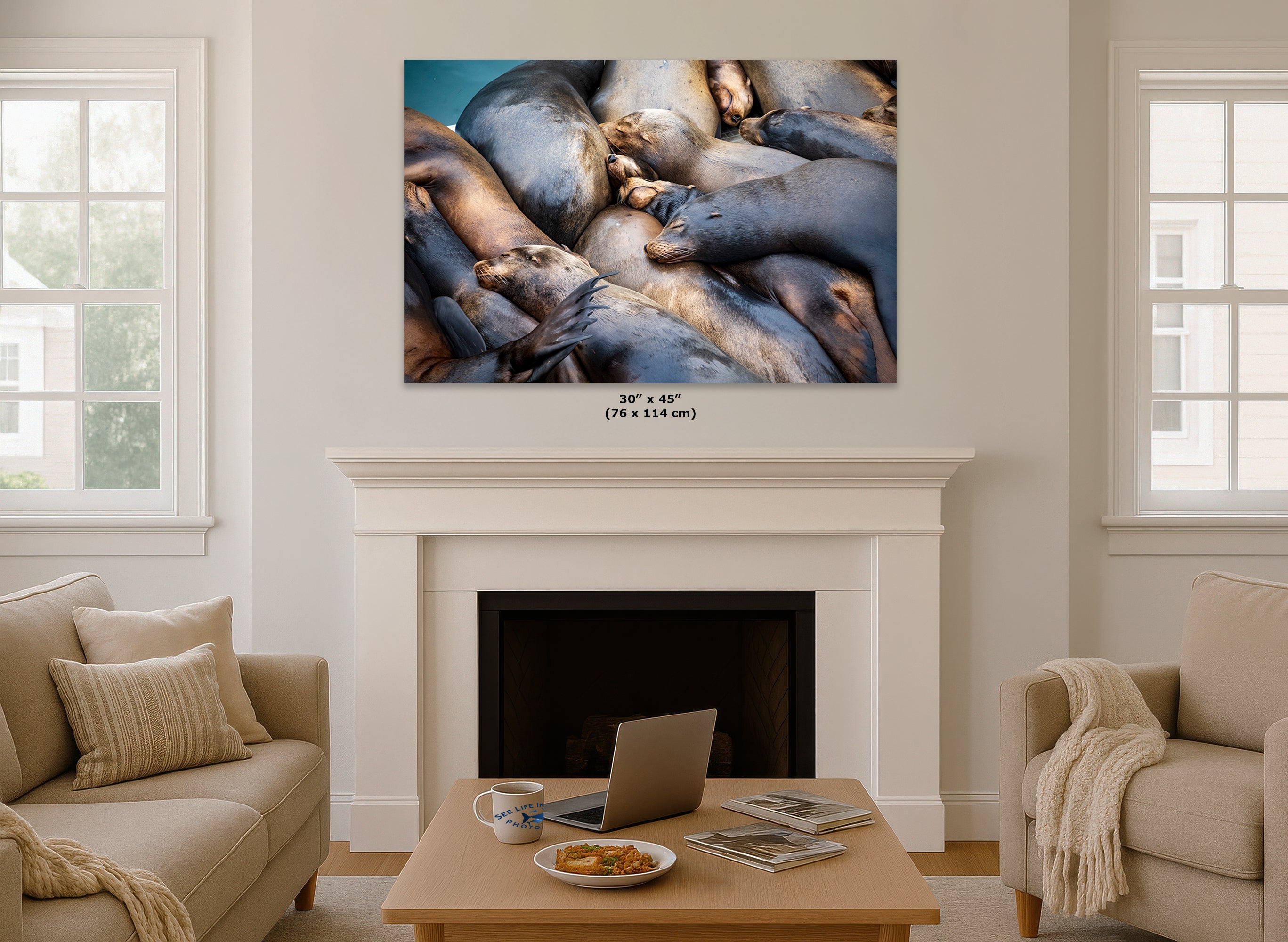California Sea Lion Marine Mammal Wildlife Photography Wall Art - Ocean Animals Nursery Decor Coastal Home Artwork, Marine Biology Print