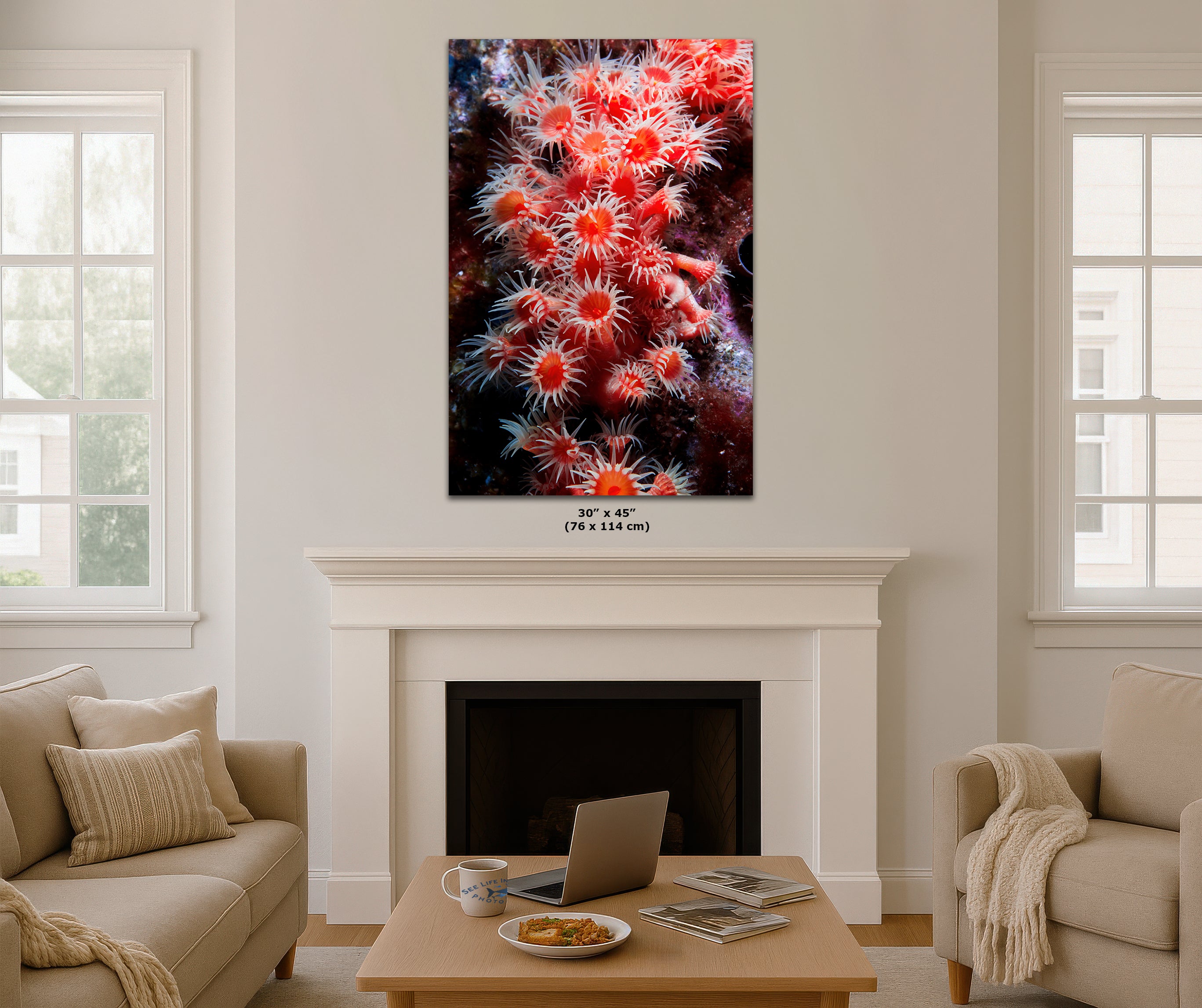 Sea Anemone Picture Ocean Life Underwater Scenery Nature Photo, Marine Biology Wall Art, Coral Reef Decor, Office & Dorm Room Decoration