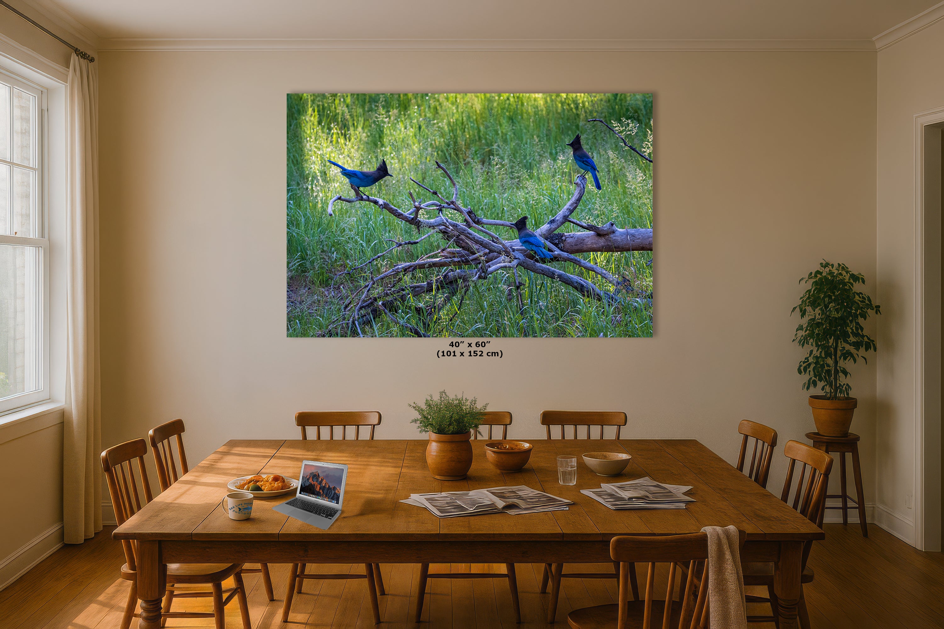 Steller Jay Wildlife Photography Print, Bird Wall Art, Nature Photography, Blue Bird Picture, Relaxing Dorm Room or Office Wall Art