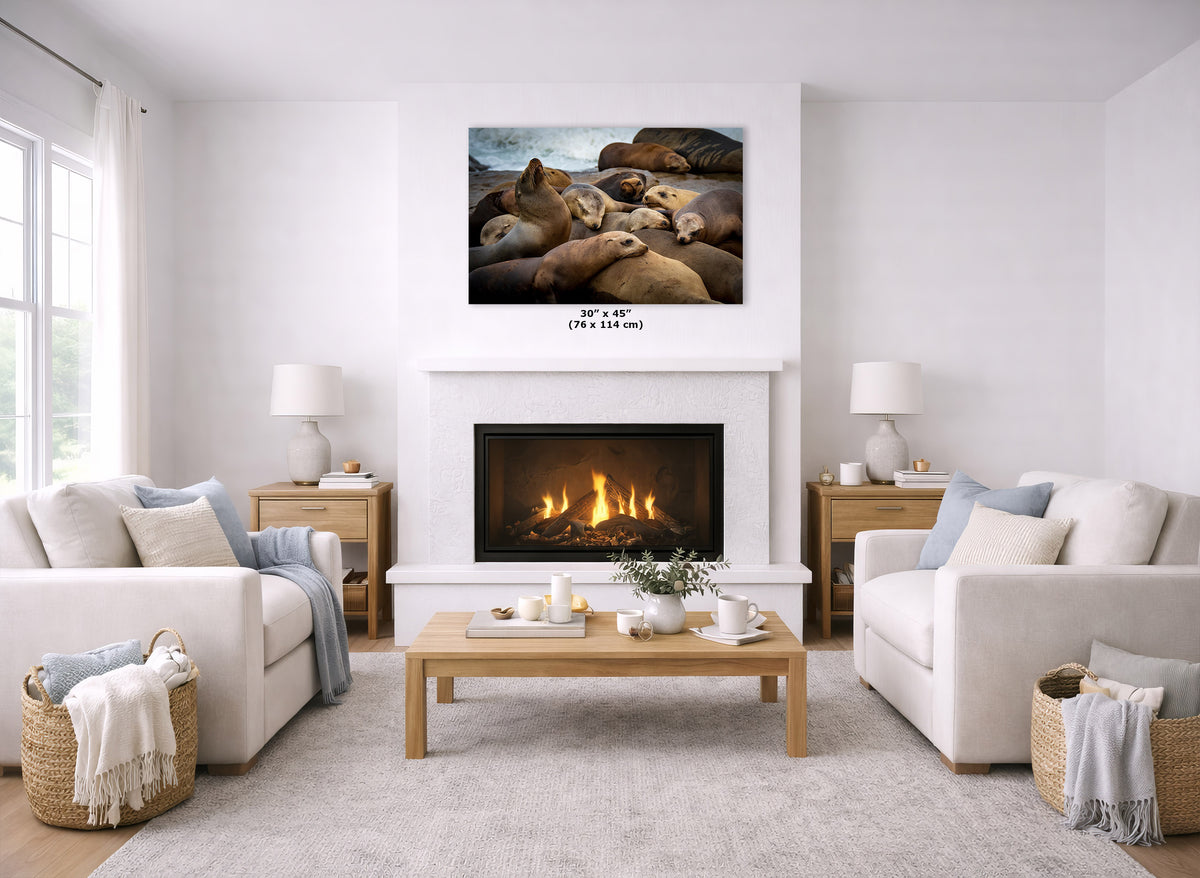 A wall art print depicting a pile of sea lions on the mantel above a fireplace in a bright, modern living room. The print is shown as a product mockup with dimensions printed below it.