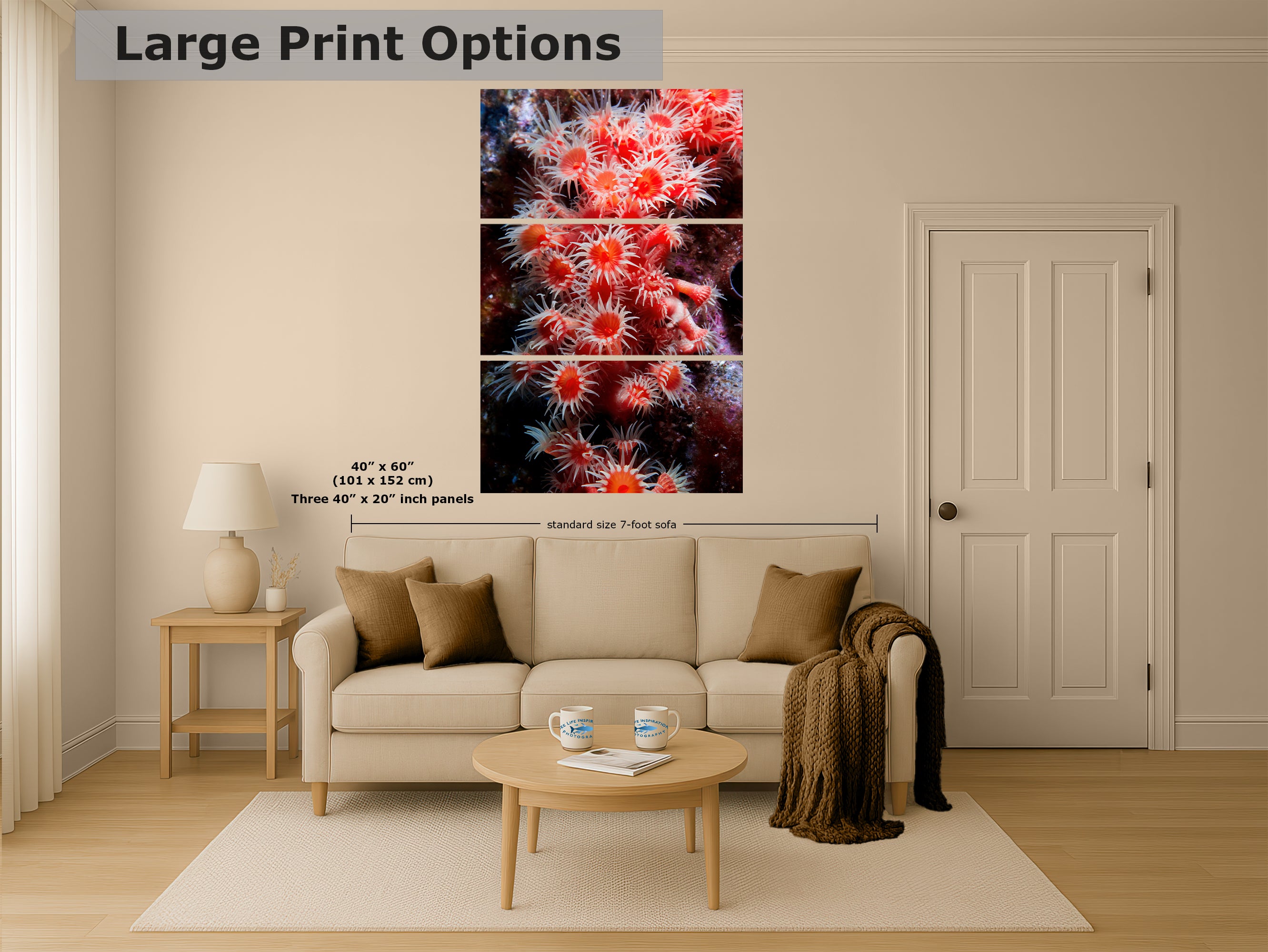 Sea Anemone Picture Ocean Life Underwater Scenery Nature Photo, Marine Biology Wall Art, Coral Reef Decor, Office & Dorm Room Decoration