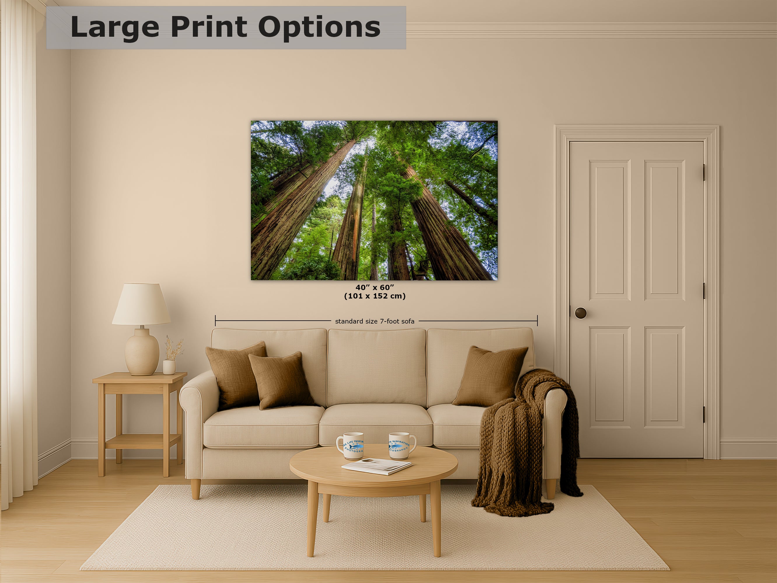 Redwood Trees Forest Picture Nature Photo