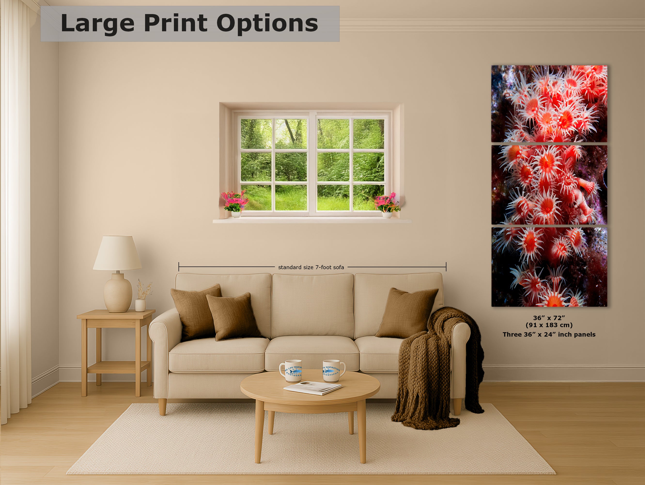 Sea Anemone Picture Ocean Life Underwater Scenery Nature Photo, Marine Biology Wall Art, Coral Reef Decor, Office & Dorm Room Decoration