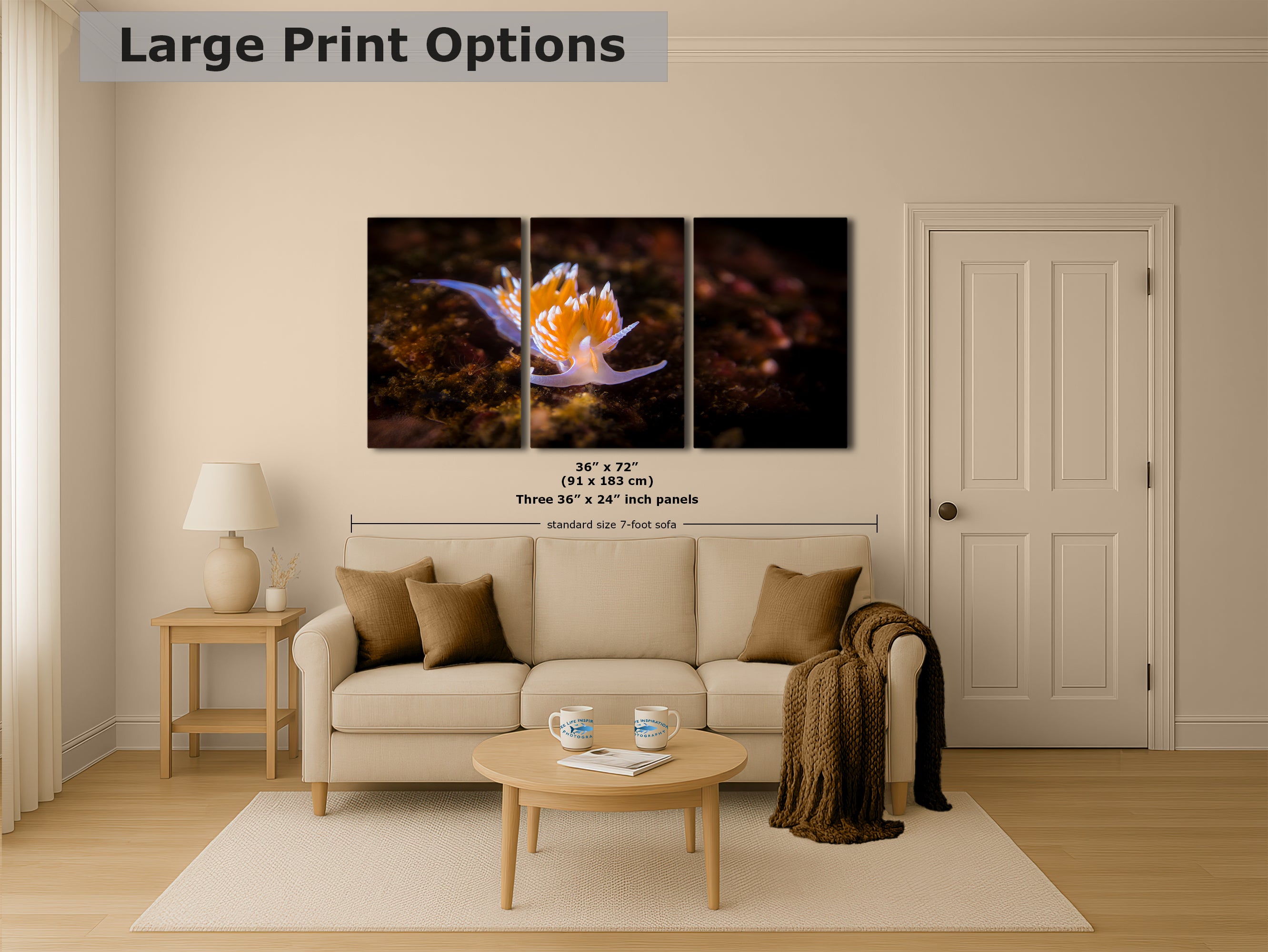 Hermissenda Opalescent Nudibranch Ocean Life Underwater Scenery Marine Biology Nature Photo