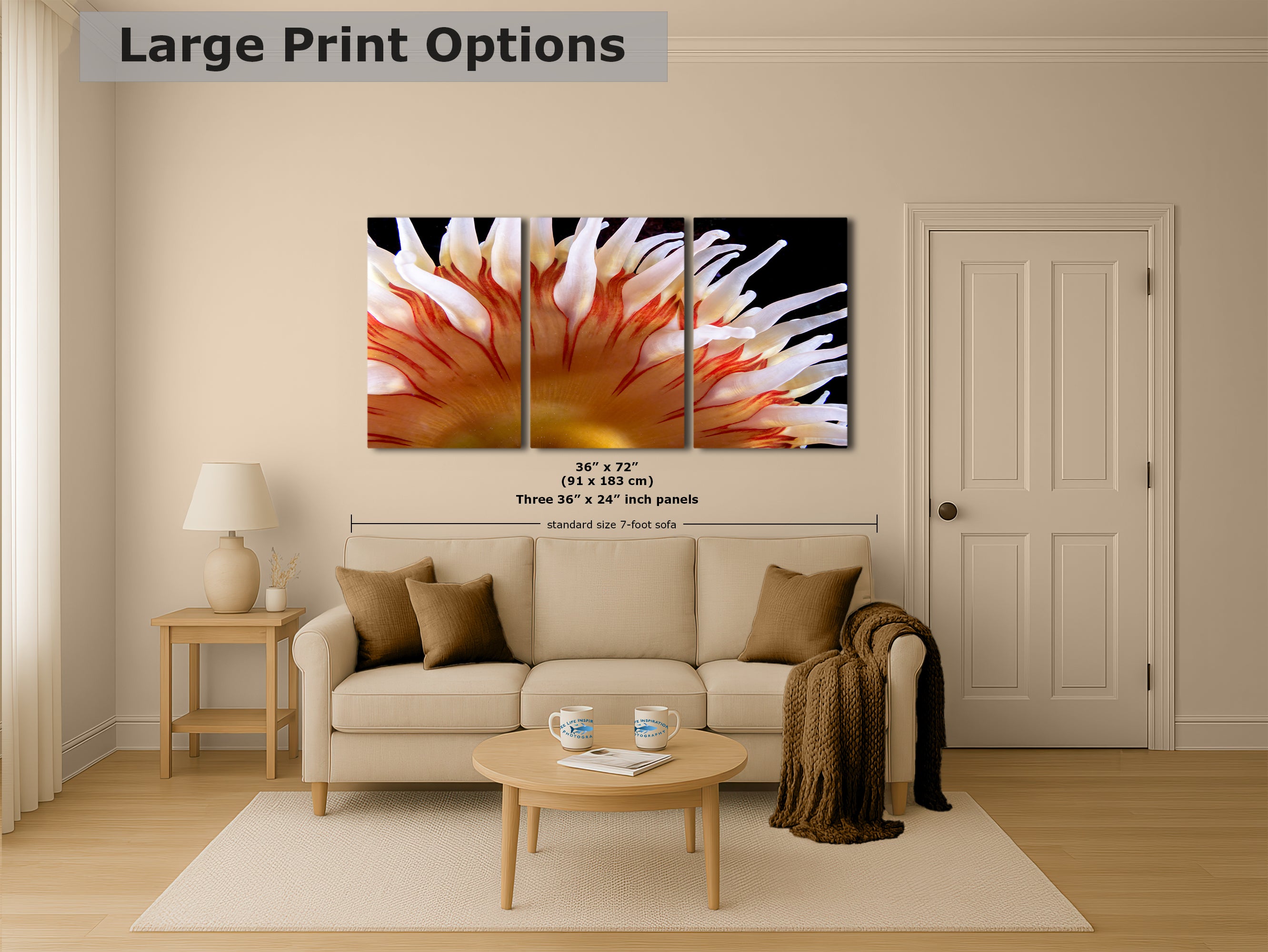 Sea Anemone Picture Ocean Life Underwater Scenery Nature Photo, Marine Biology Coral Reef Art