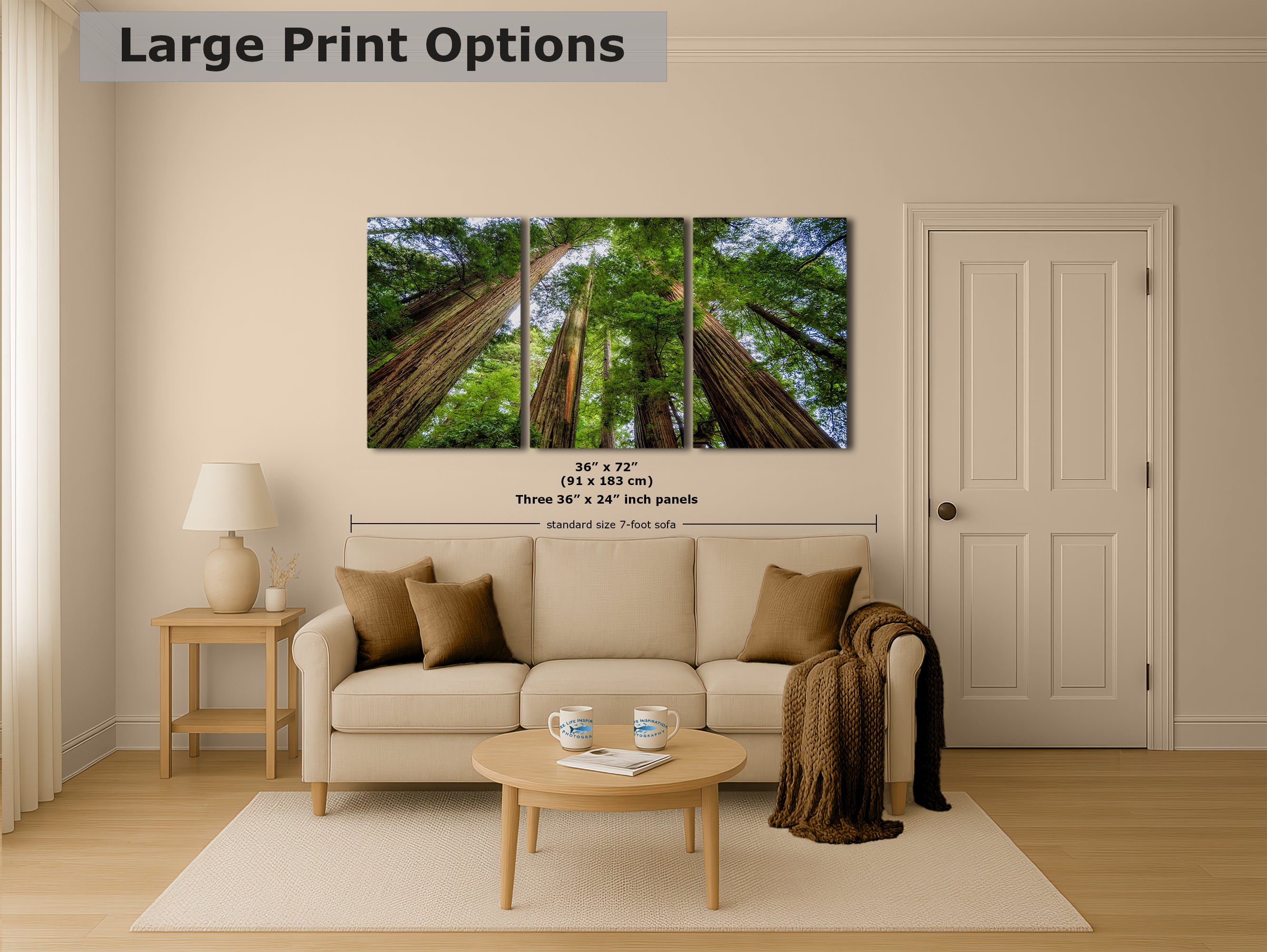 Redwood Trees Forest Picture Nature Photo