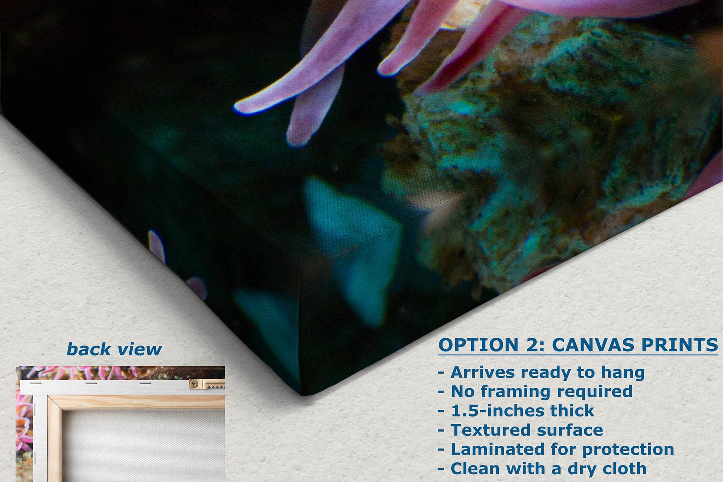 Sea Anemone Picture Ocean Life Underwater Scenery Nature Photo, Marine Biology Coral Reef Art, Vibrant Marine Wildlife Wall Decor