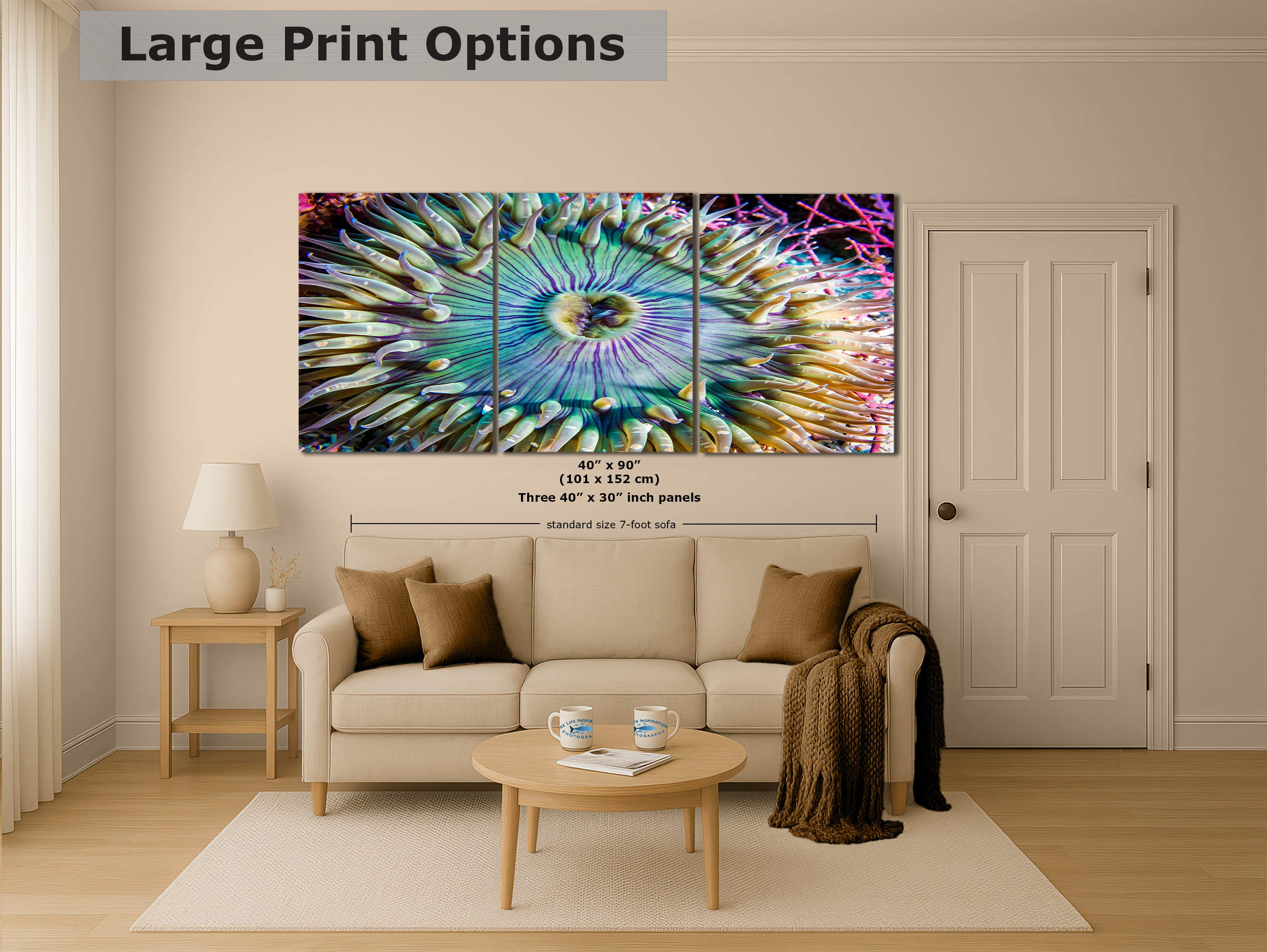 Sea Anemone Picture Ocean Life Underwater Scenery Nature Photo, Marine Biology Coral Reef Art