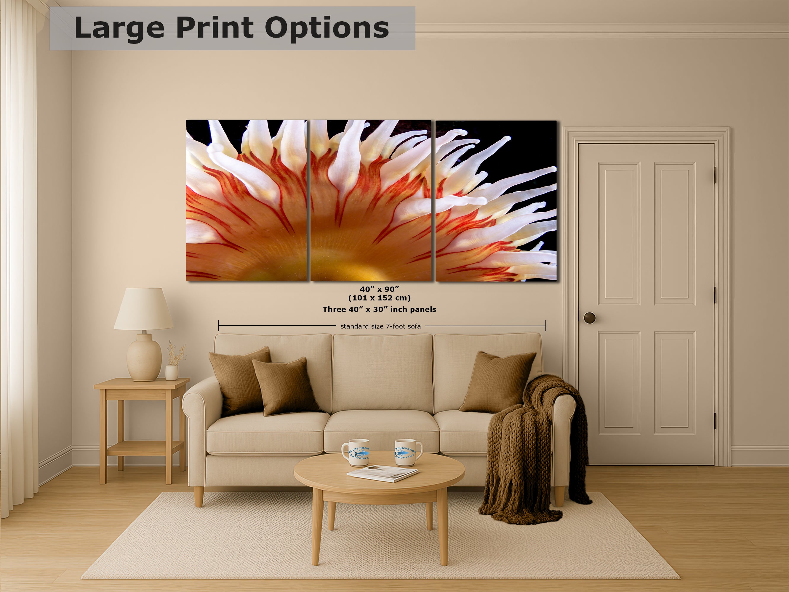 Sea Anemone Picture Ocean Life Underwater Scenery Nature Photo, Marine Biology Coral Reef Art