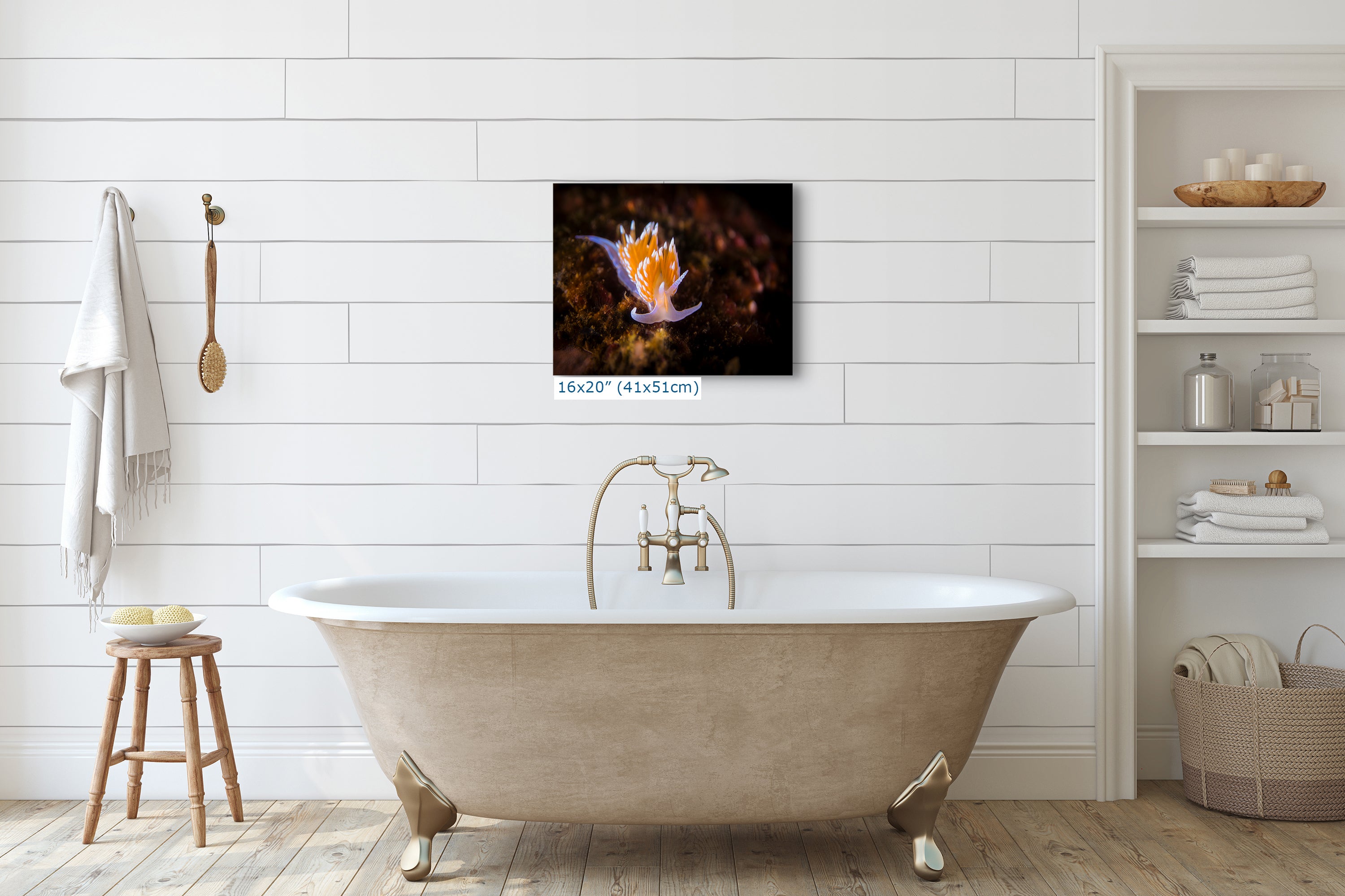 Hermissenda Opalescent Nudibranch Ocean Life Underwater Scenery Marine Biology Nature Photo