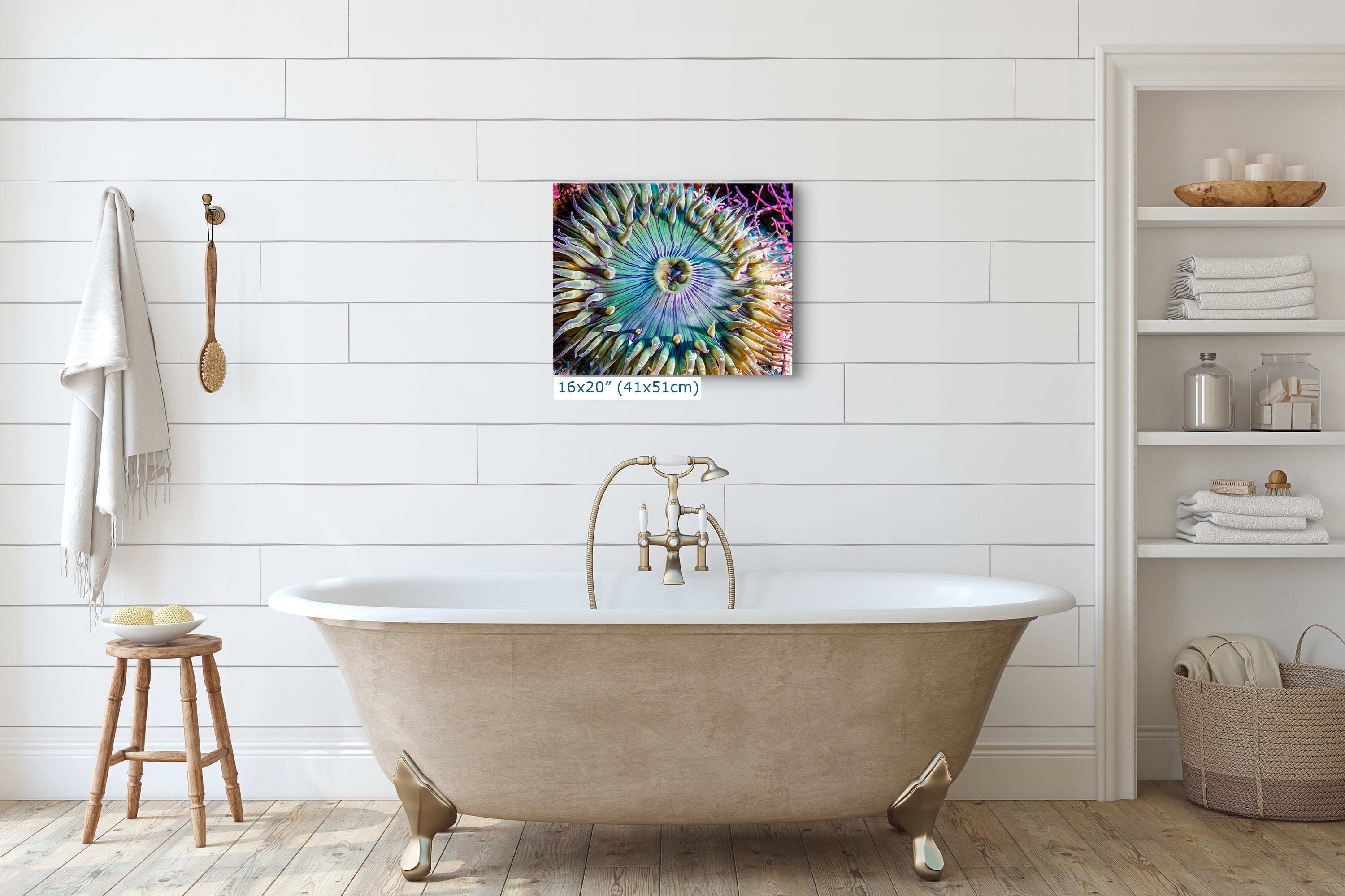 Sea Anemone Picture Ocean Life Underwater Scenery Nature Photo, Marine Biology Coral Reef Art