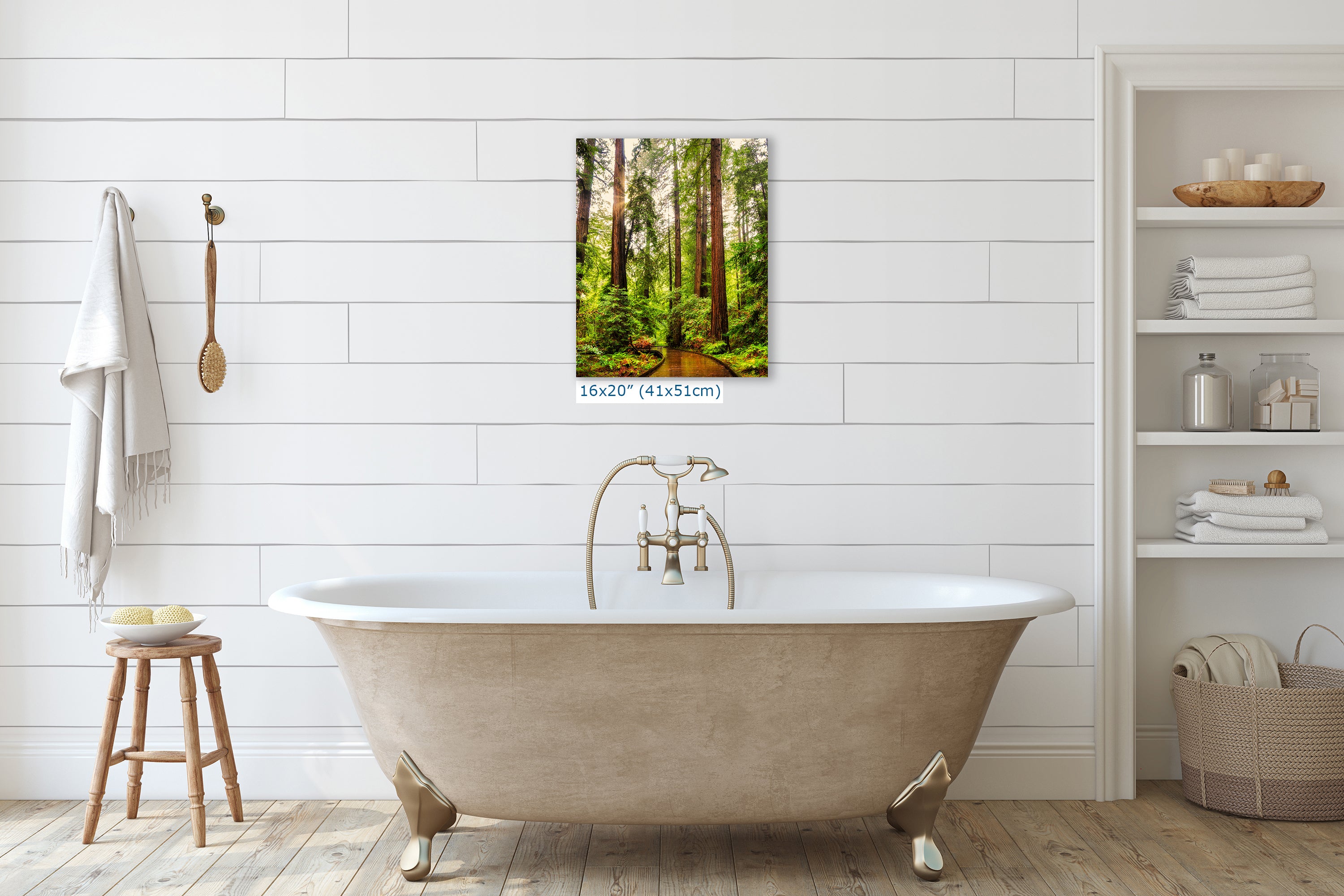 Redwood Trees Forest Picture Nature Photo, Forest Bathing House Decor