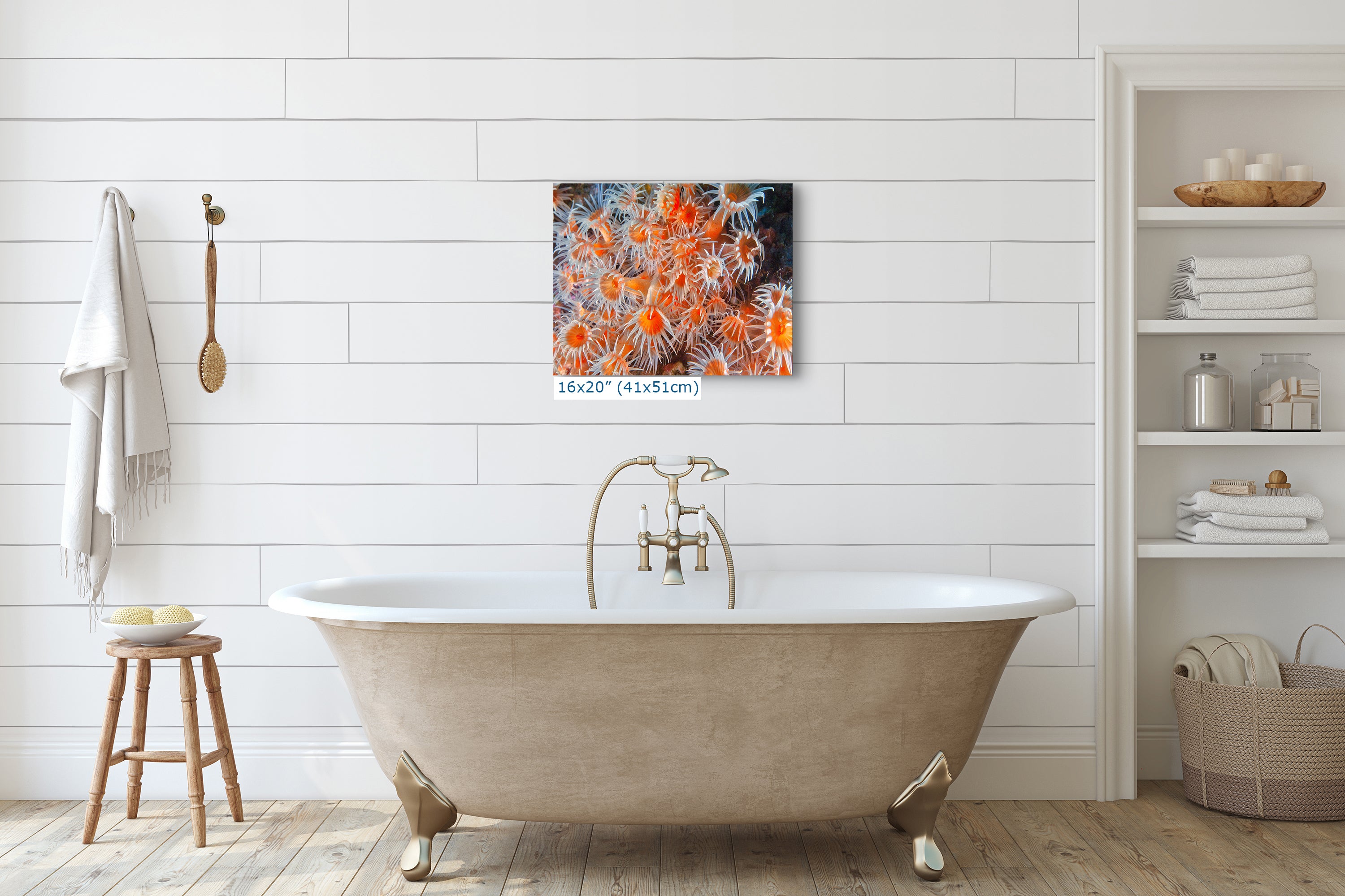 Sea Anemone Picture Ocean Life Underwater Scenery Nature Photo, Vibrant Coral Reef Wall Art, Marine Biology Gift for Ocean Lover