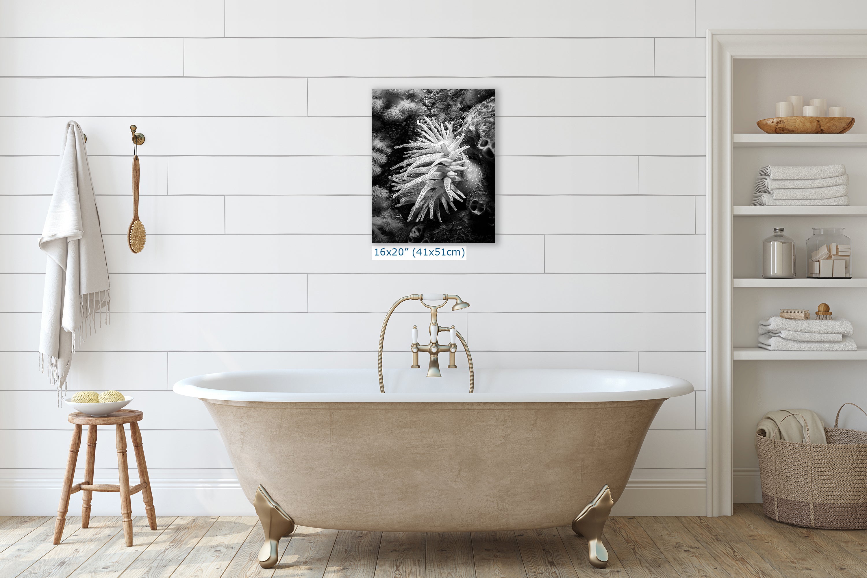 Sea Anemone Picture Ocean Life Underwater Scenery Nature Photo Black and White Art for Marine Biology, Ocean Lovers, and Relaxation Decor