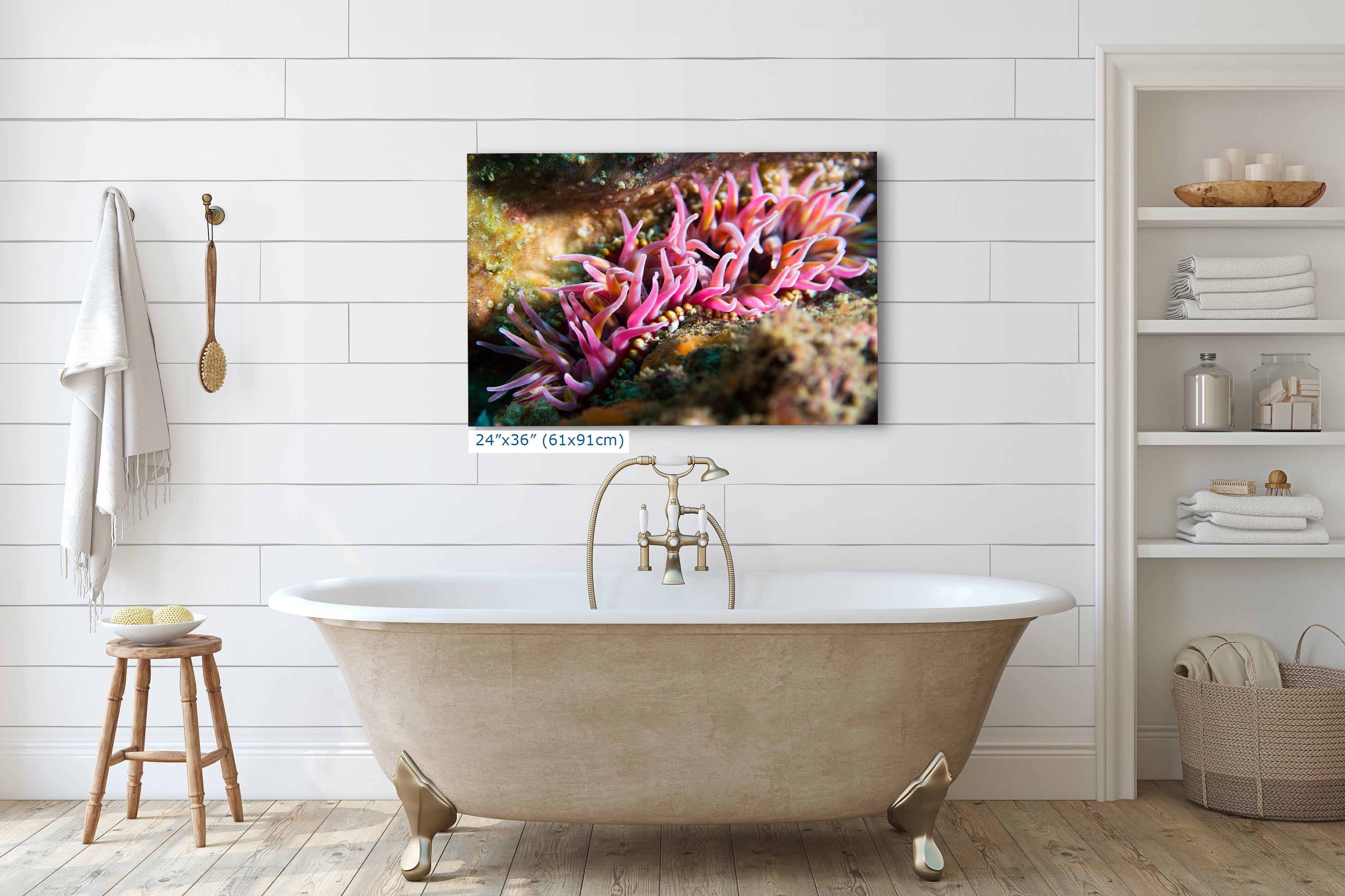 Sea Anemone Picture Ocean Life Underwater Scenery Nature Photo, Marine Biology Coral Reef Art, Vibrant Marine Wildlife Wall Decor