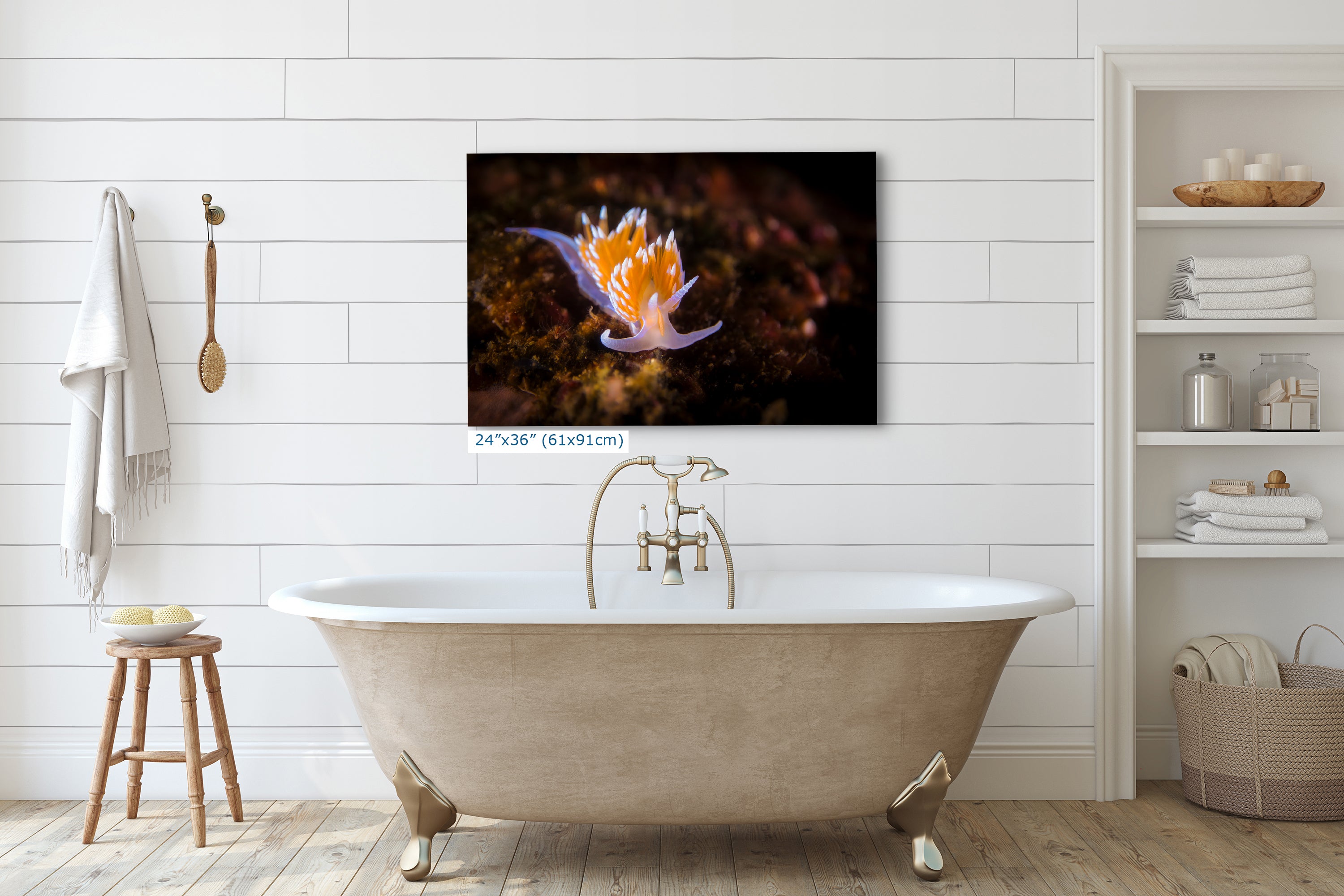 Hermissenda Opalescent Nudibranch Ocean Life Underwater Scenery Marine Biology Nature Photo