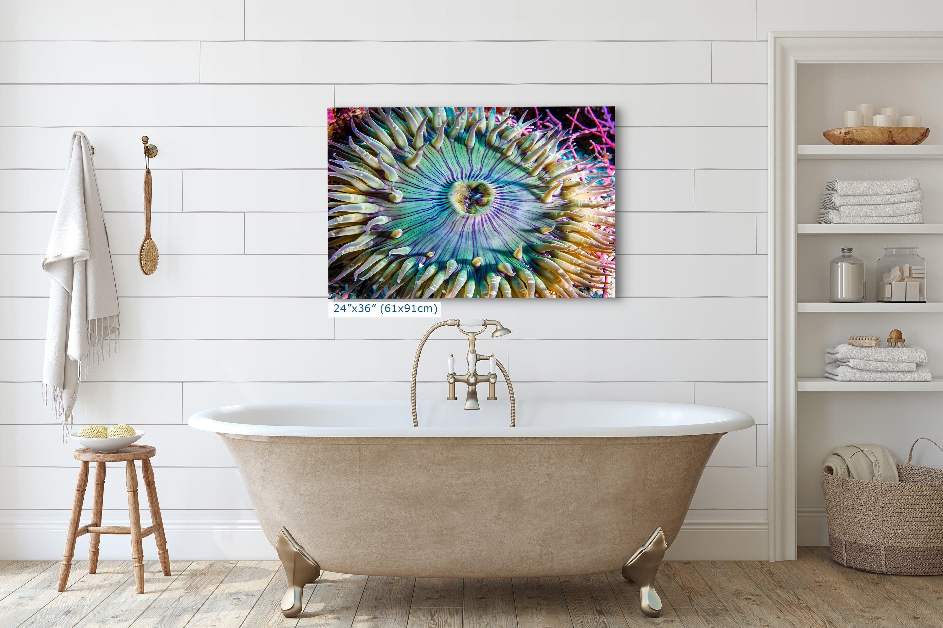 Sea Anemone Picture Ocean Life Underwater Scenery Nature Photo, Marine Biology Coral Reef Art