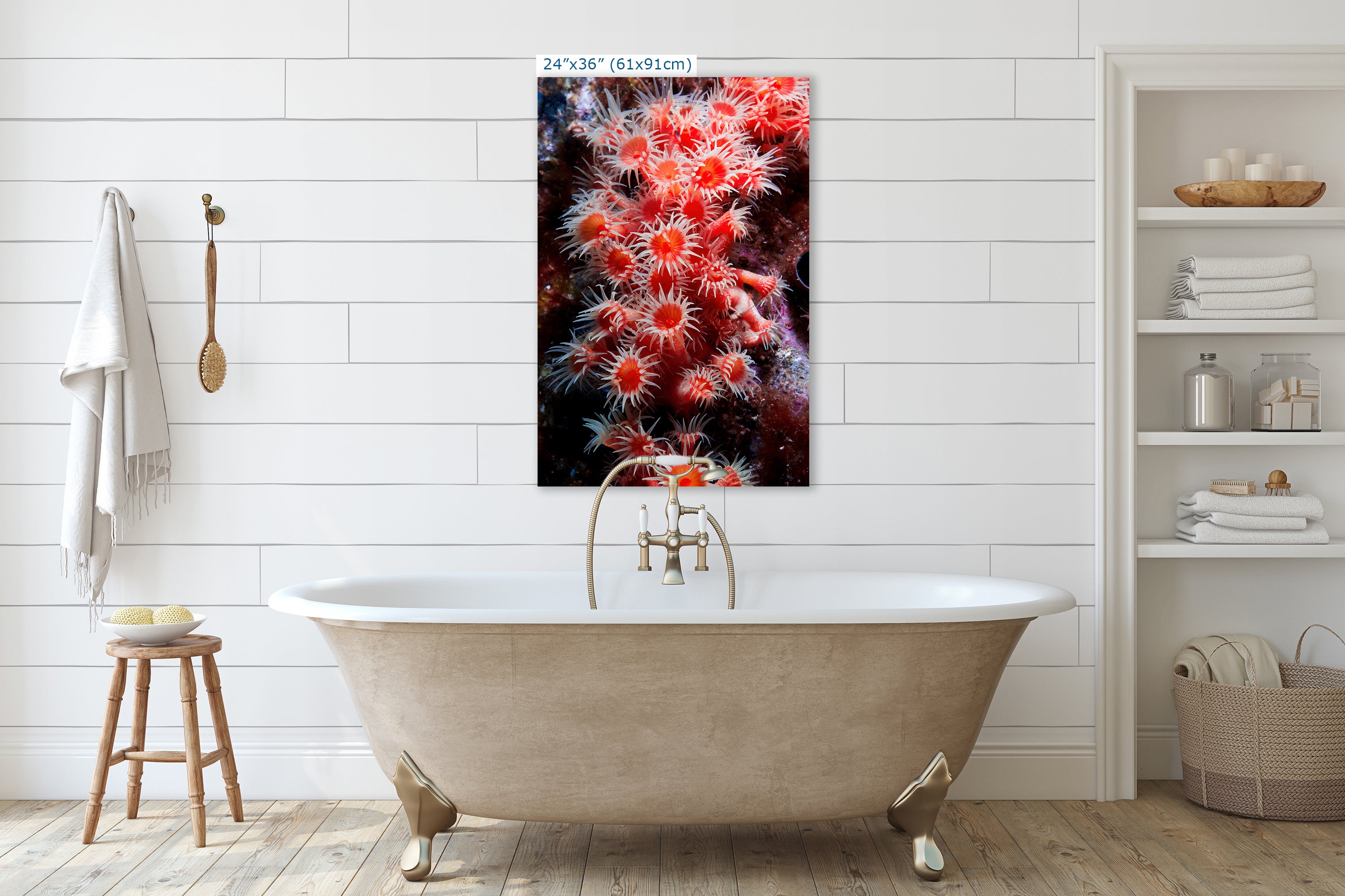 Sea Anemone Picture Ocean Life Underwater Scenery Nature Photo, Marine Biology Wall Art, Coral Reef Decor, Office & Dorm Room Decoration