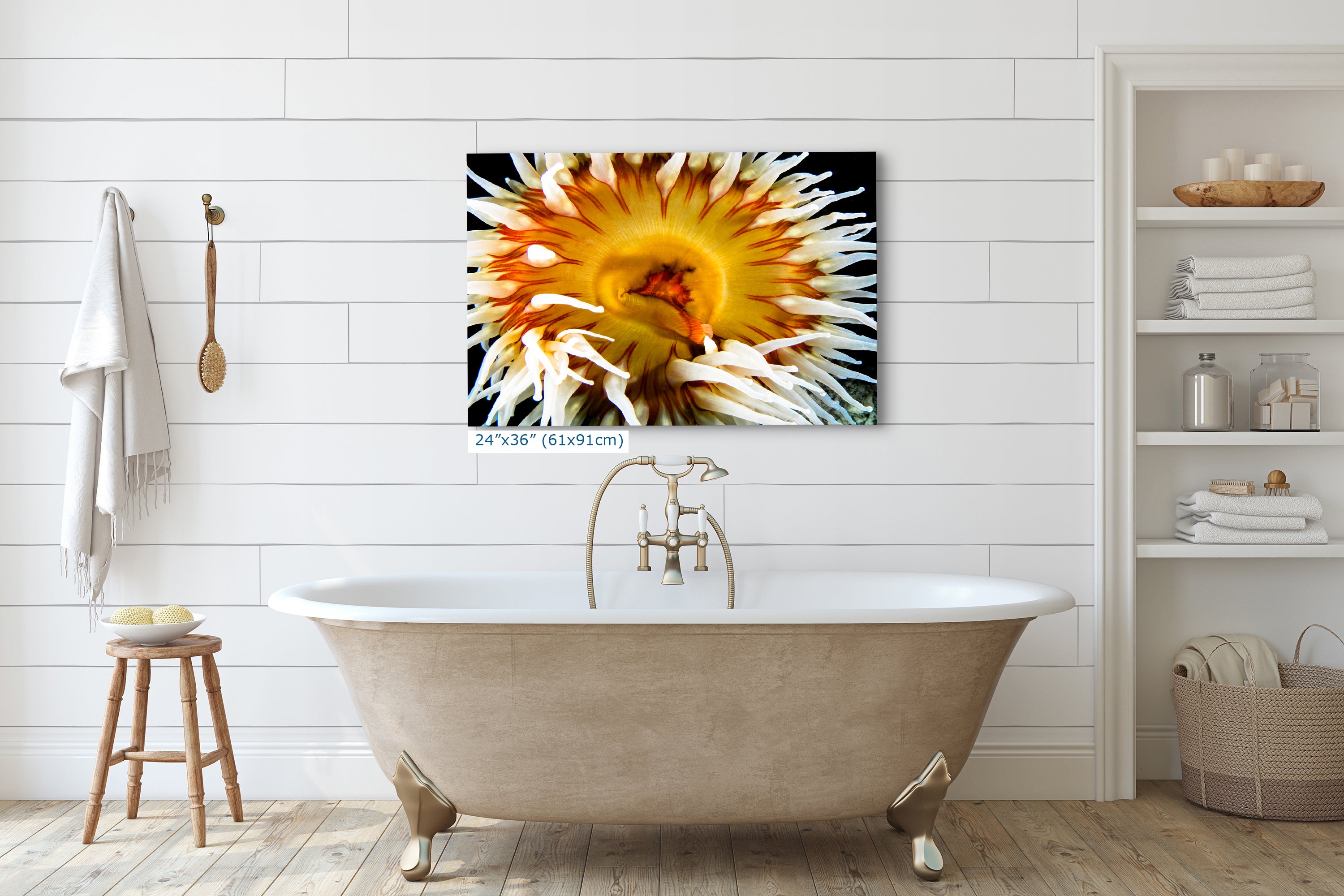 Sea Anemone Picture Ocean Life Underwater Scenery Nature Photo, Marine Biology Coral Reef Art