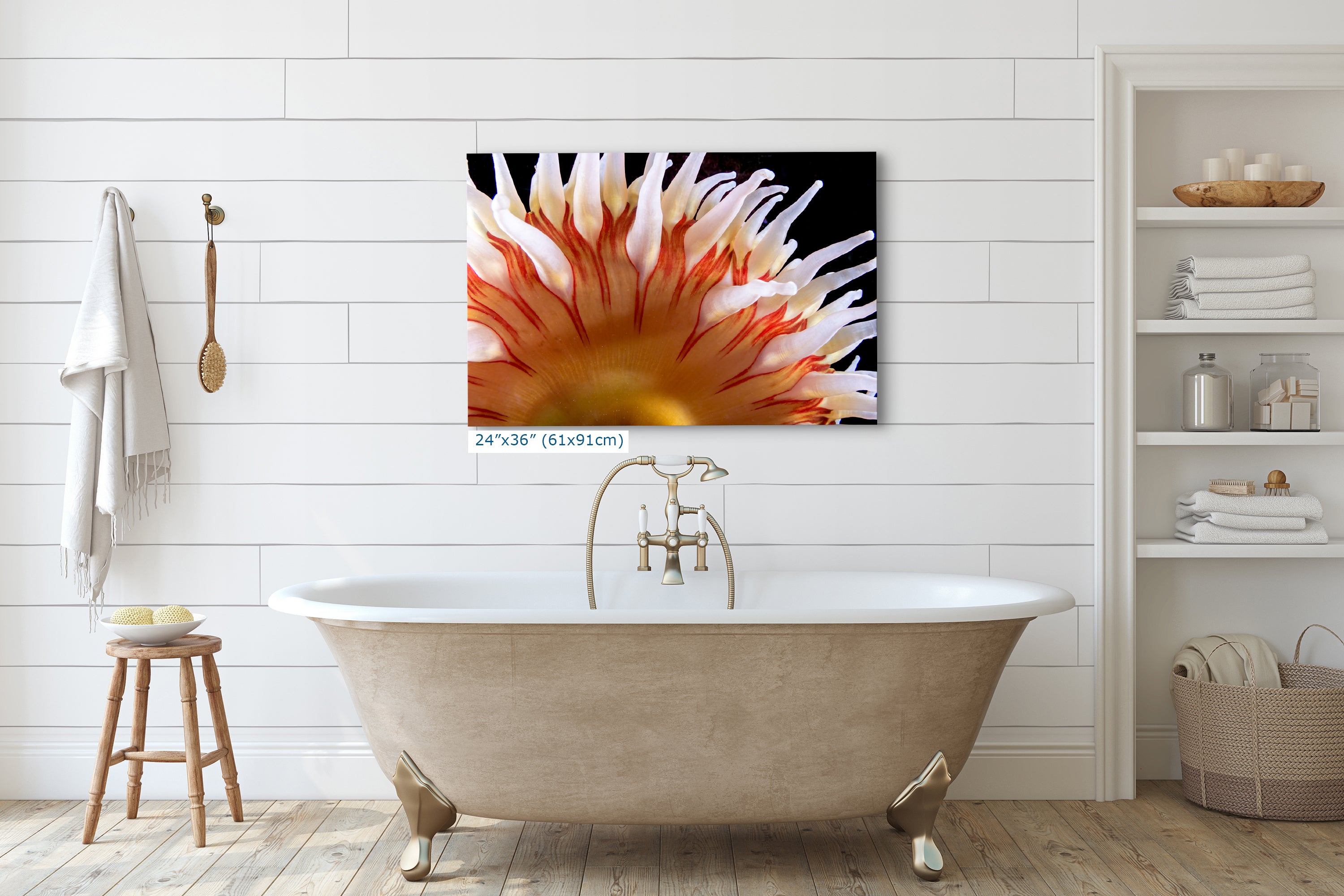 Sea Anemone Picture Ocean Life Underwater Scenery Nature Photo, Marine Biology Coral Reef Art