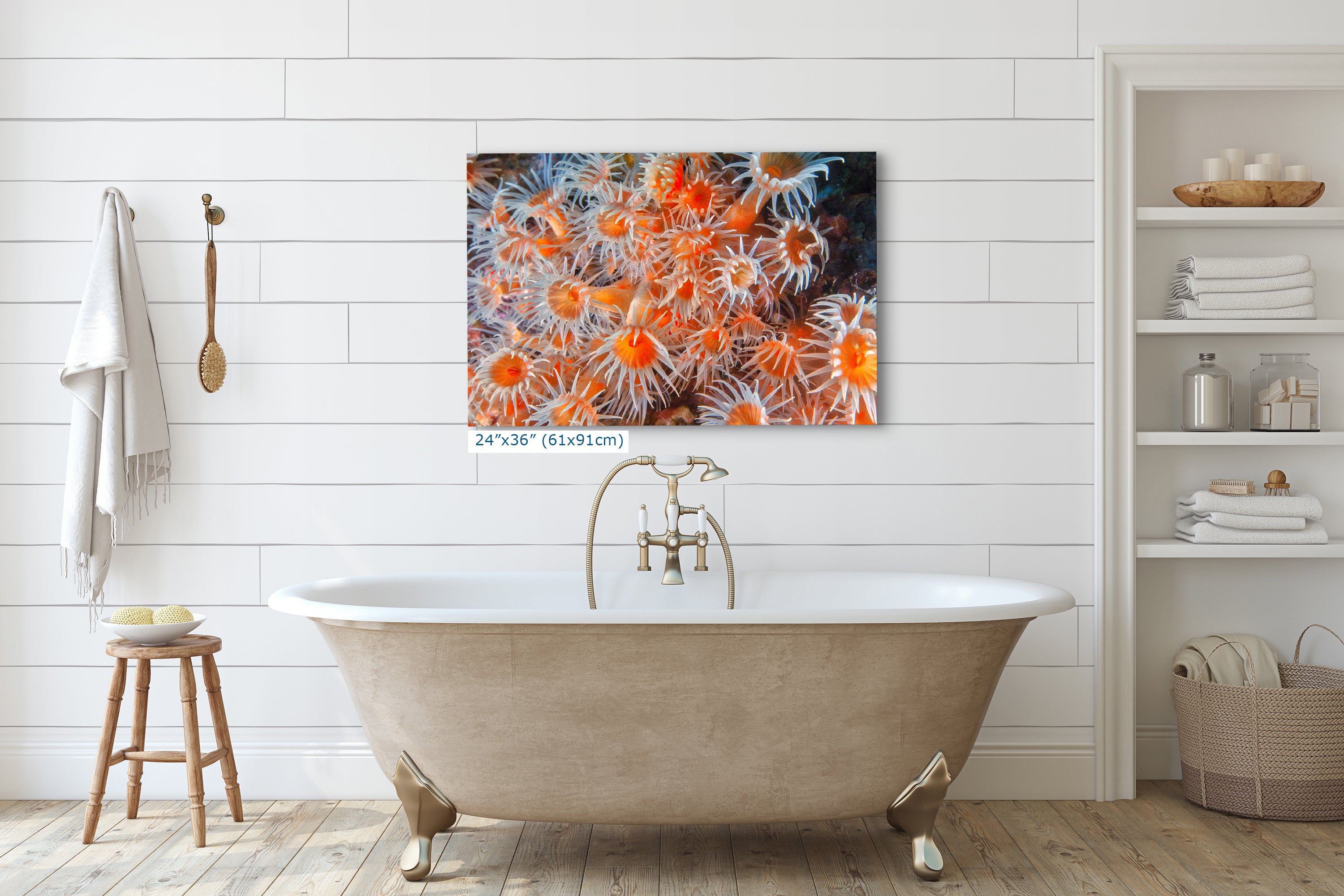 Sea Anemone Picture Ocean Life Underwater Scenery Nature Photo, Vibrant Coral Reef Wall Art, Marine Biology Gift for Ocean Lover