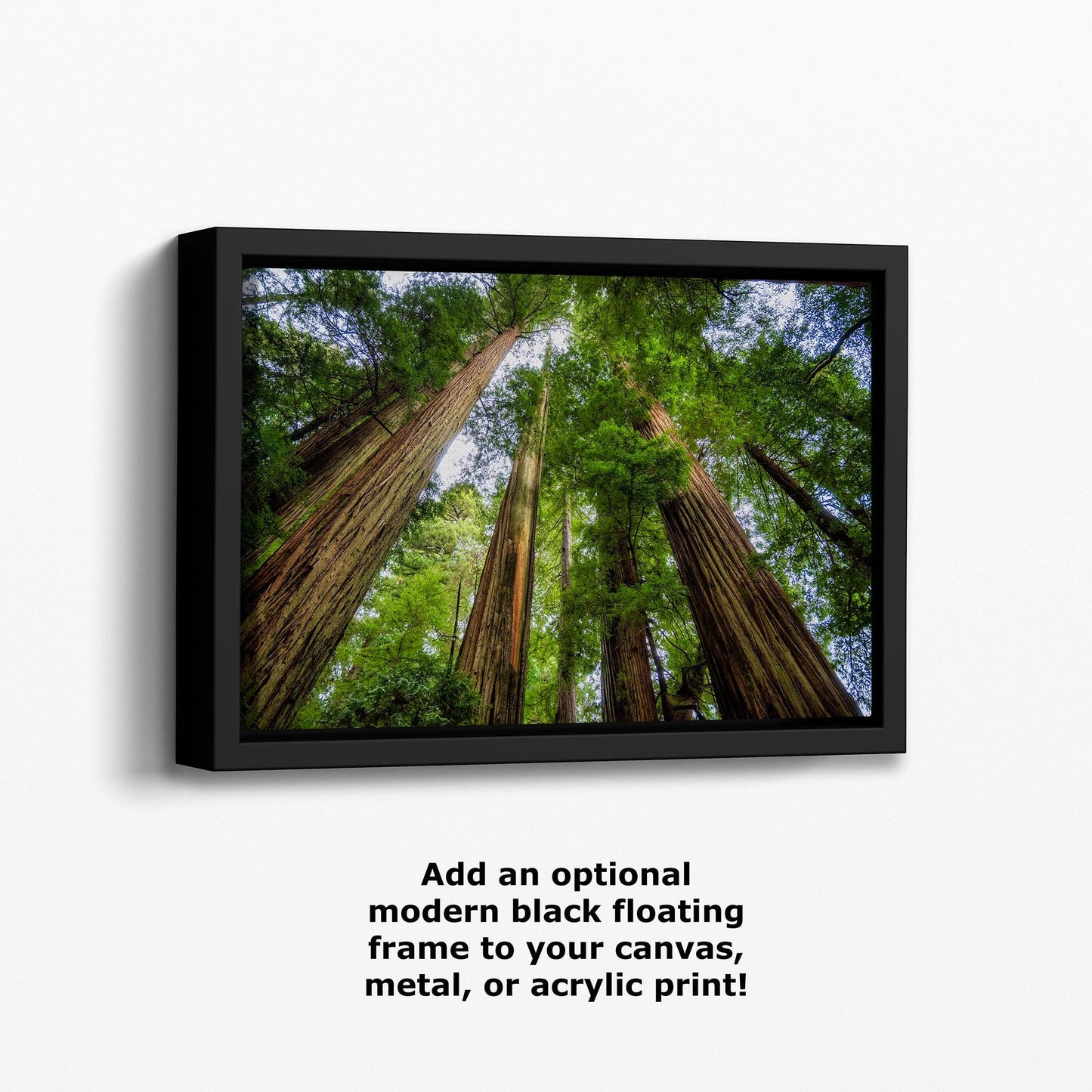 Redwood Trees Forest Picture Nature Photo | Forest Bathing Relaxation Decor for Meditation, House, and Office