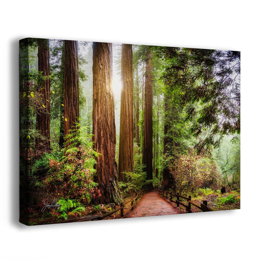 Redwood Trees Forest Picture Nature Photo, Forest Bathing in Muir Woods Wall Art for House Decor Gifts for Tree & Nature Lovers