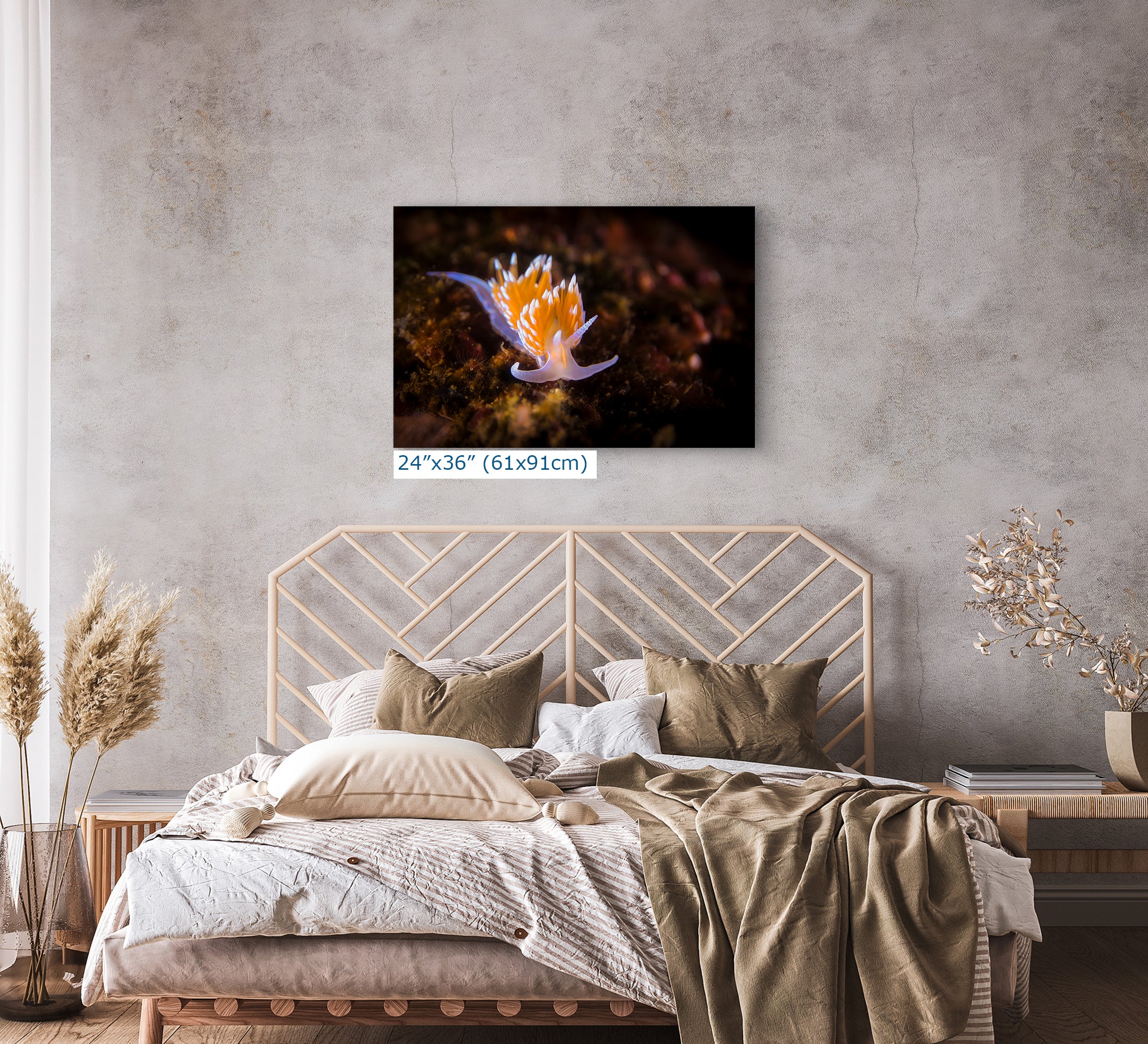 Hermissenda Opalescent Nudibranch Ocean Life Underwater Scenery Marine Biology Nature Photo