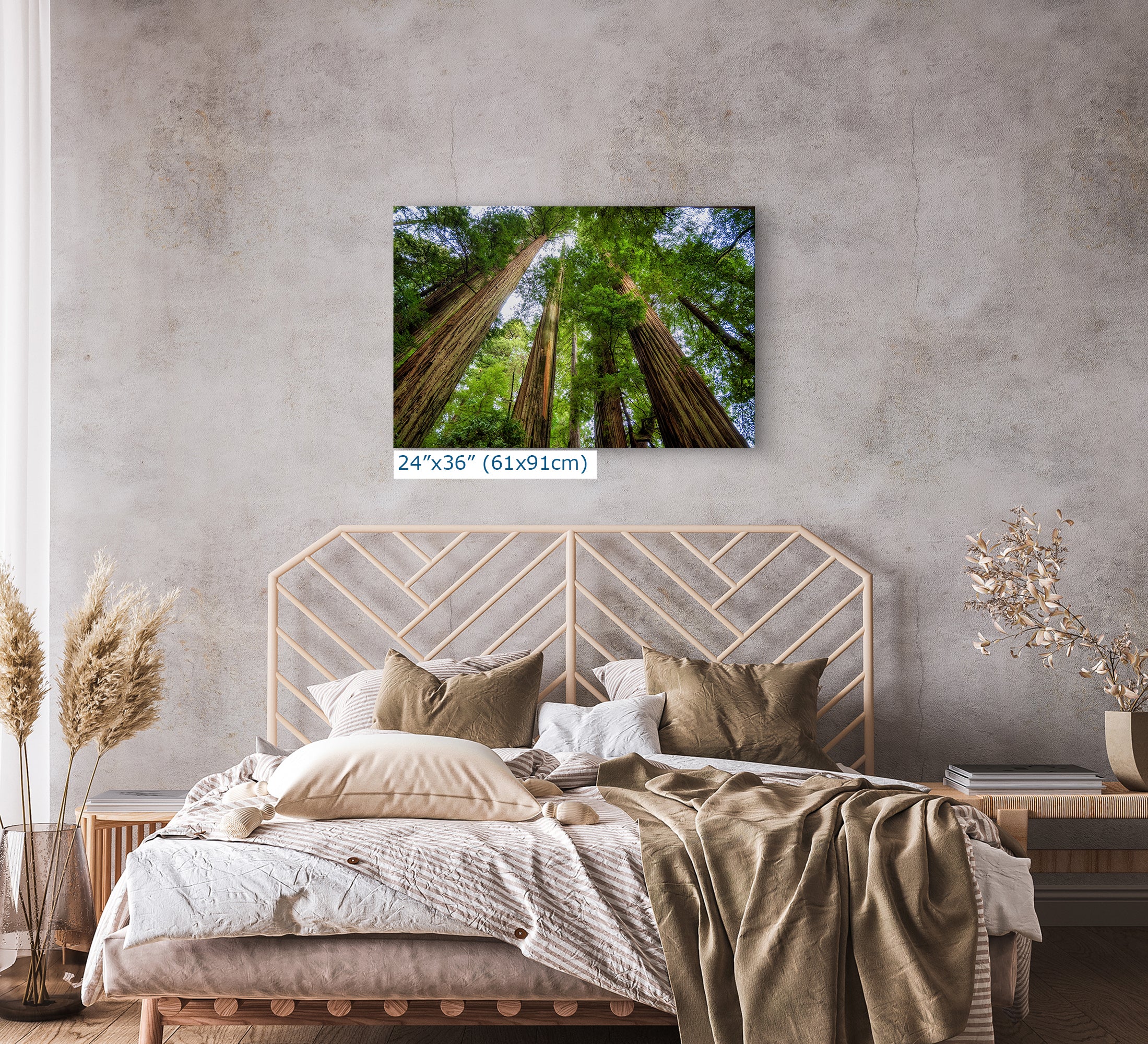 Redwood Trees Forest Picture Nature Photo