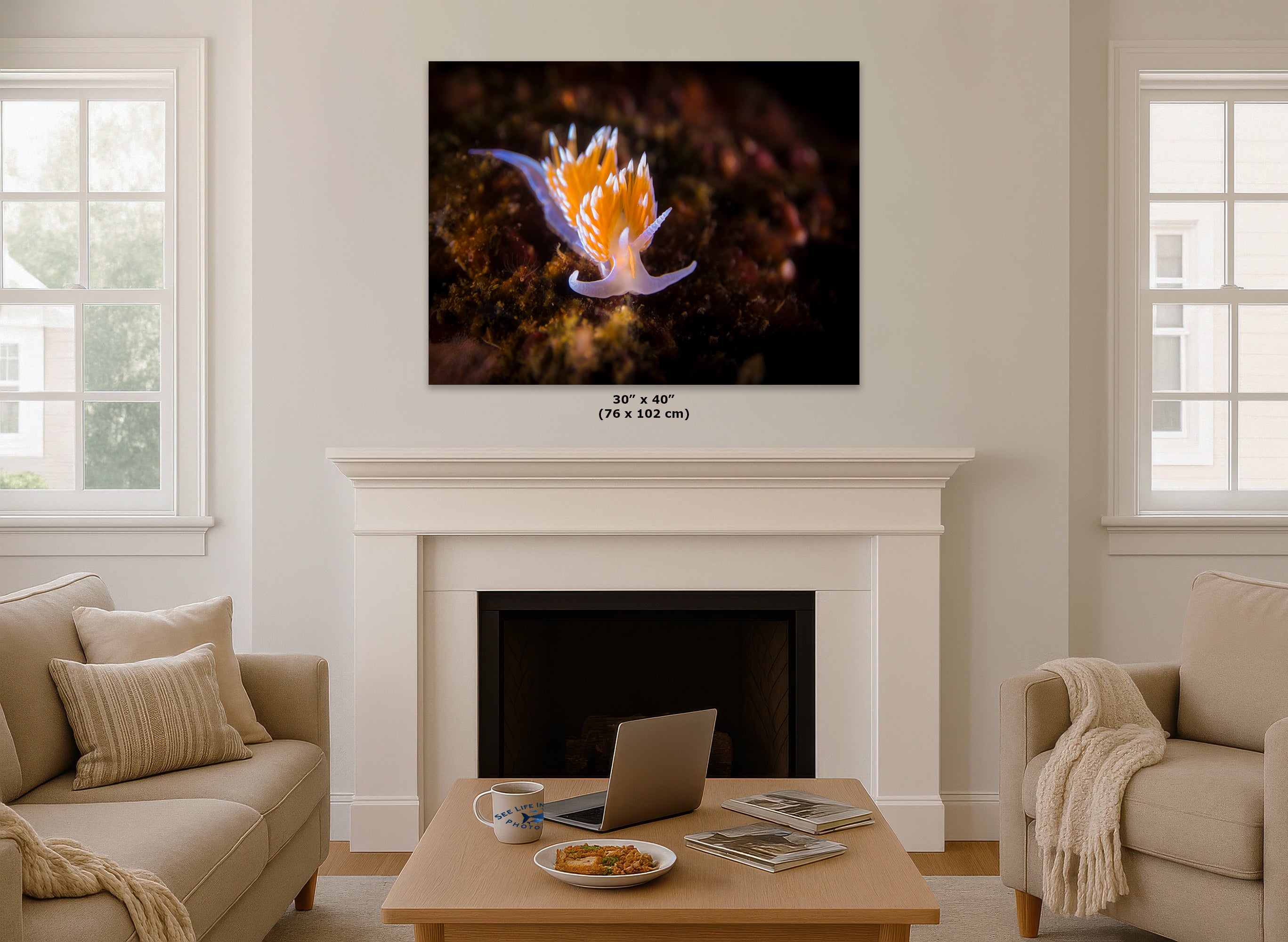Hermissenda Opalescent Nudibranch Ocean Life Underwater Scenery Marine Biology Nature Photo