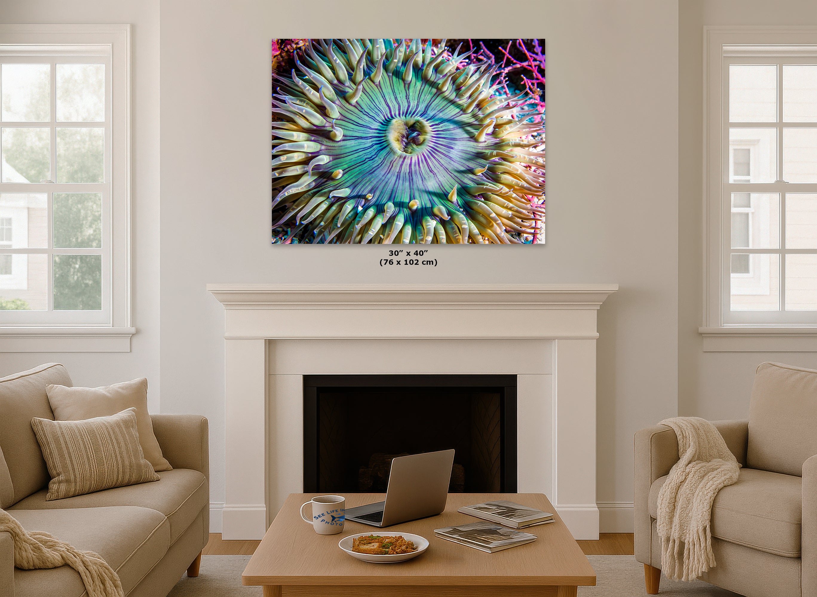 Sea Anemone Picture Ocean Life Underwater Scenery Nature Photo, Marine Biology Coral Reef Art