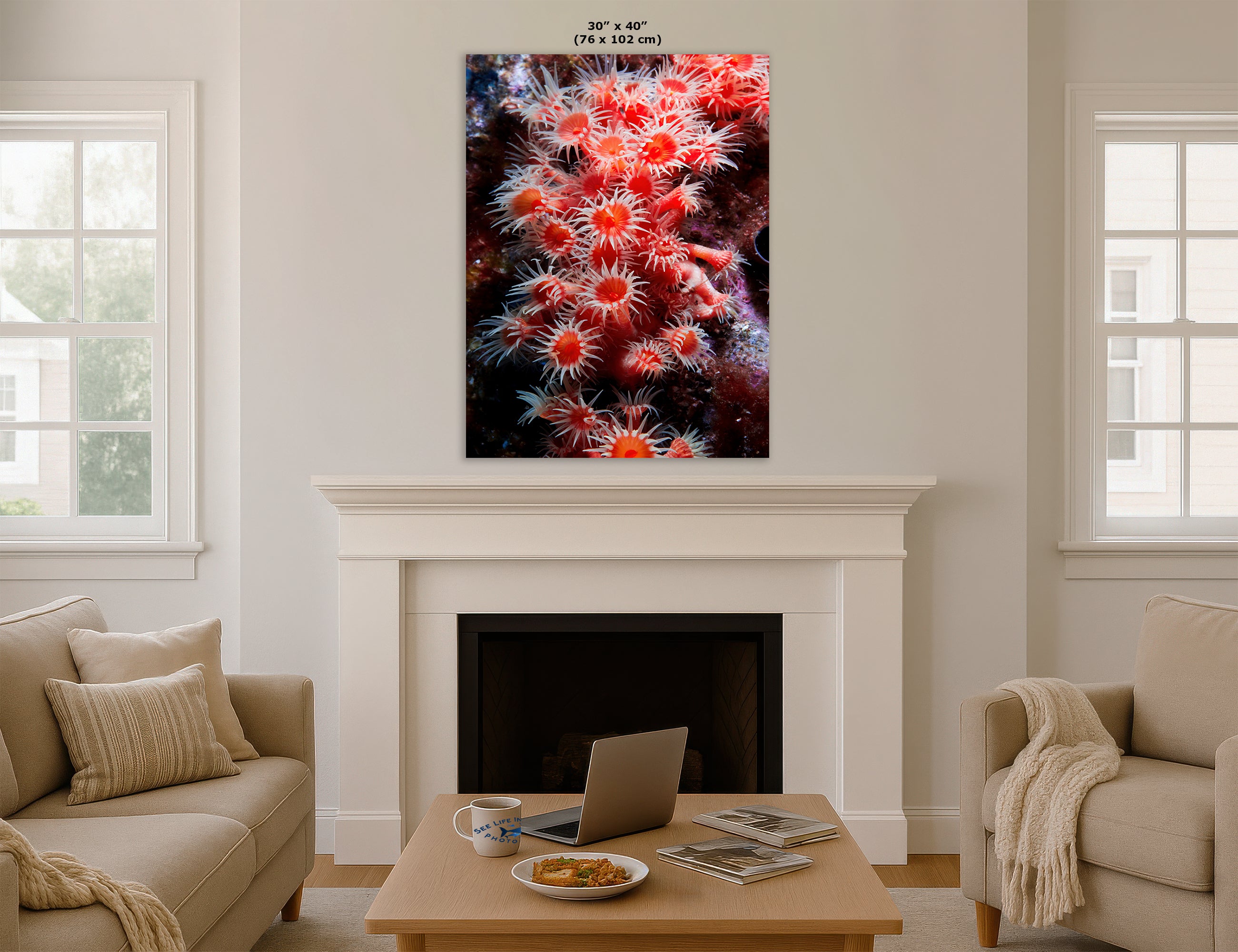 Sea Anemone Picture Ocean Life Underwater Scenery Nature Photo, Marine Biology Wall Art, Coral Reef Decor, Office & Dorm Room Decoration