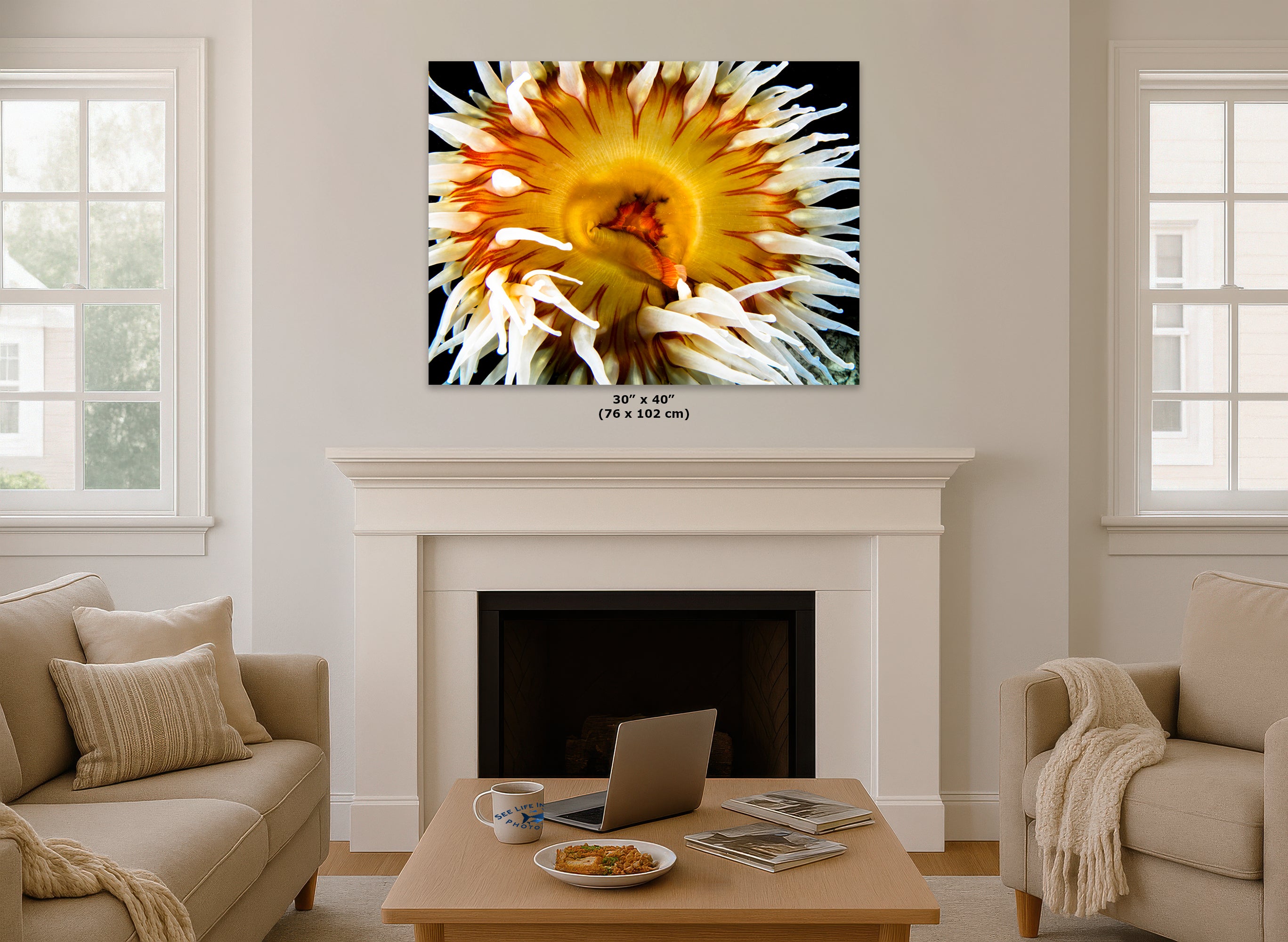 Sea Anemone Picture Ocean Life Underwater Scenery Nature Photo, Marine Biology Coral Reef Art